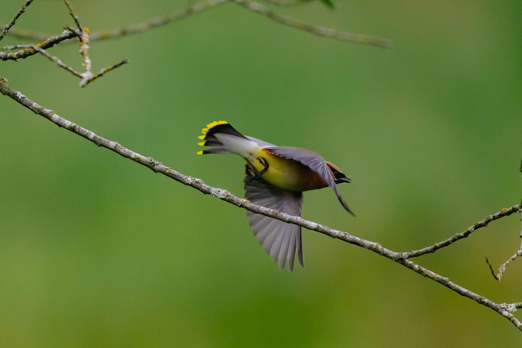 Cedar Waxwing in flight