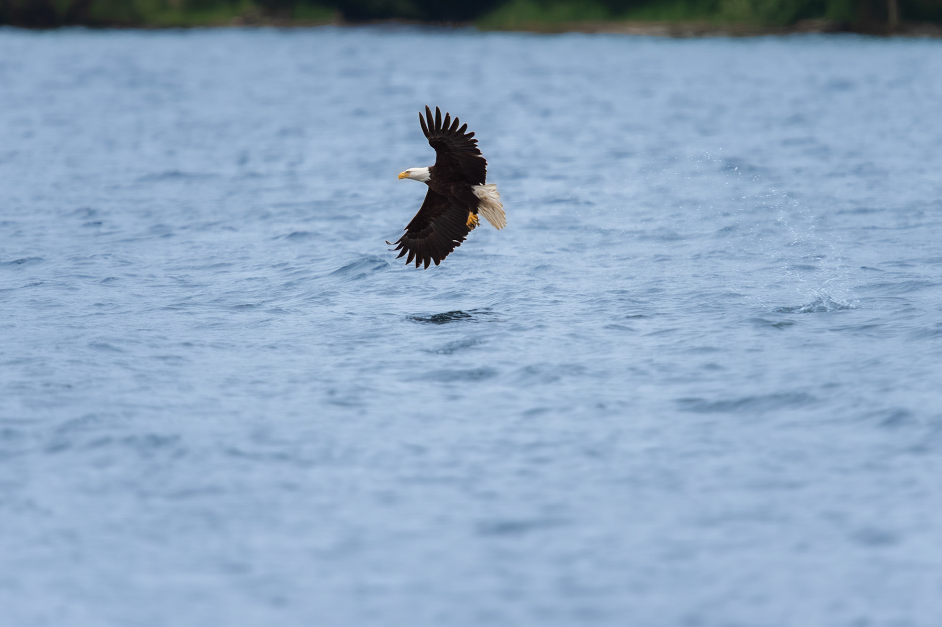 Bald Eagle in flight