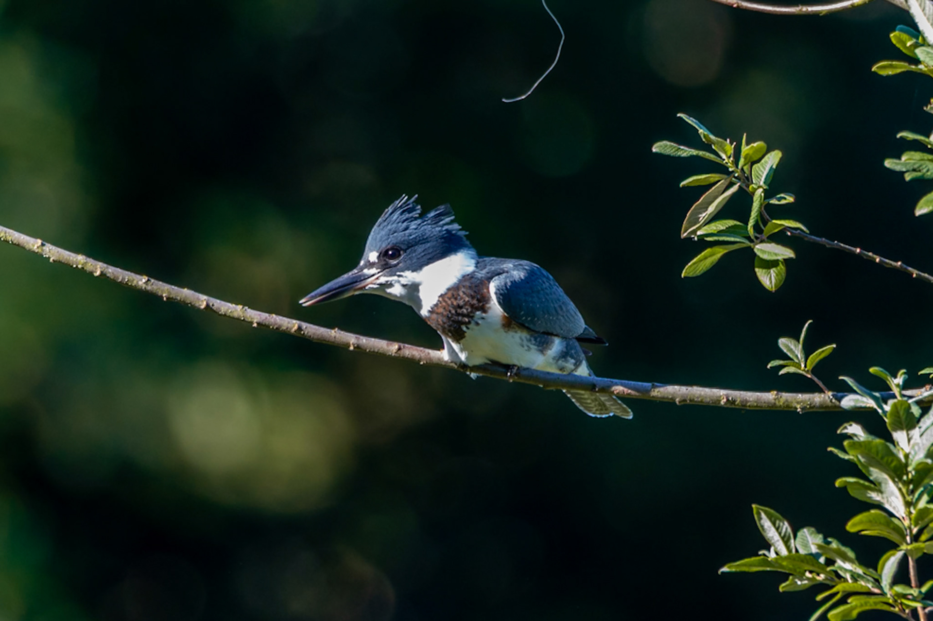 Belted Kingfisher