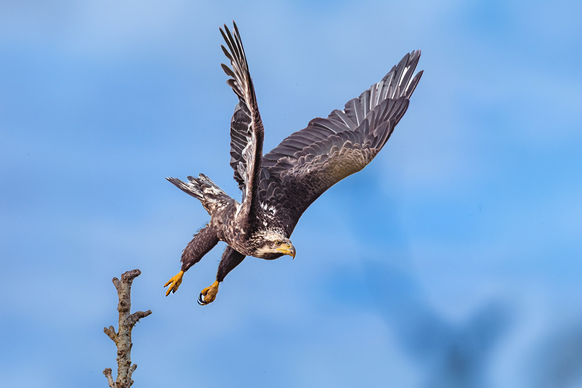 Bald Eagle in flight