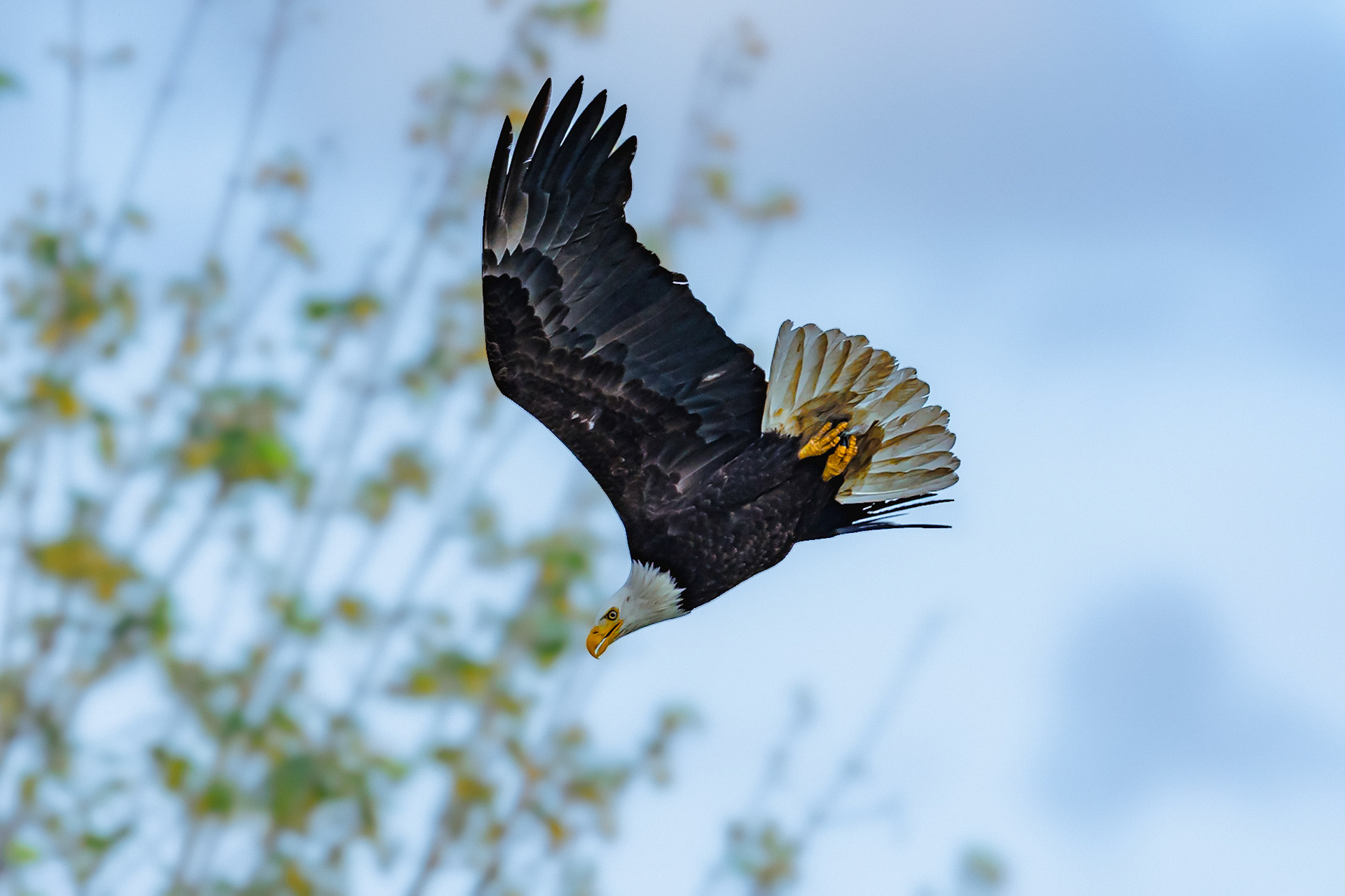 Bald Eagle in flight