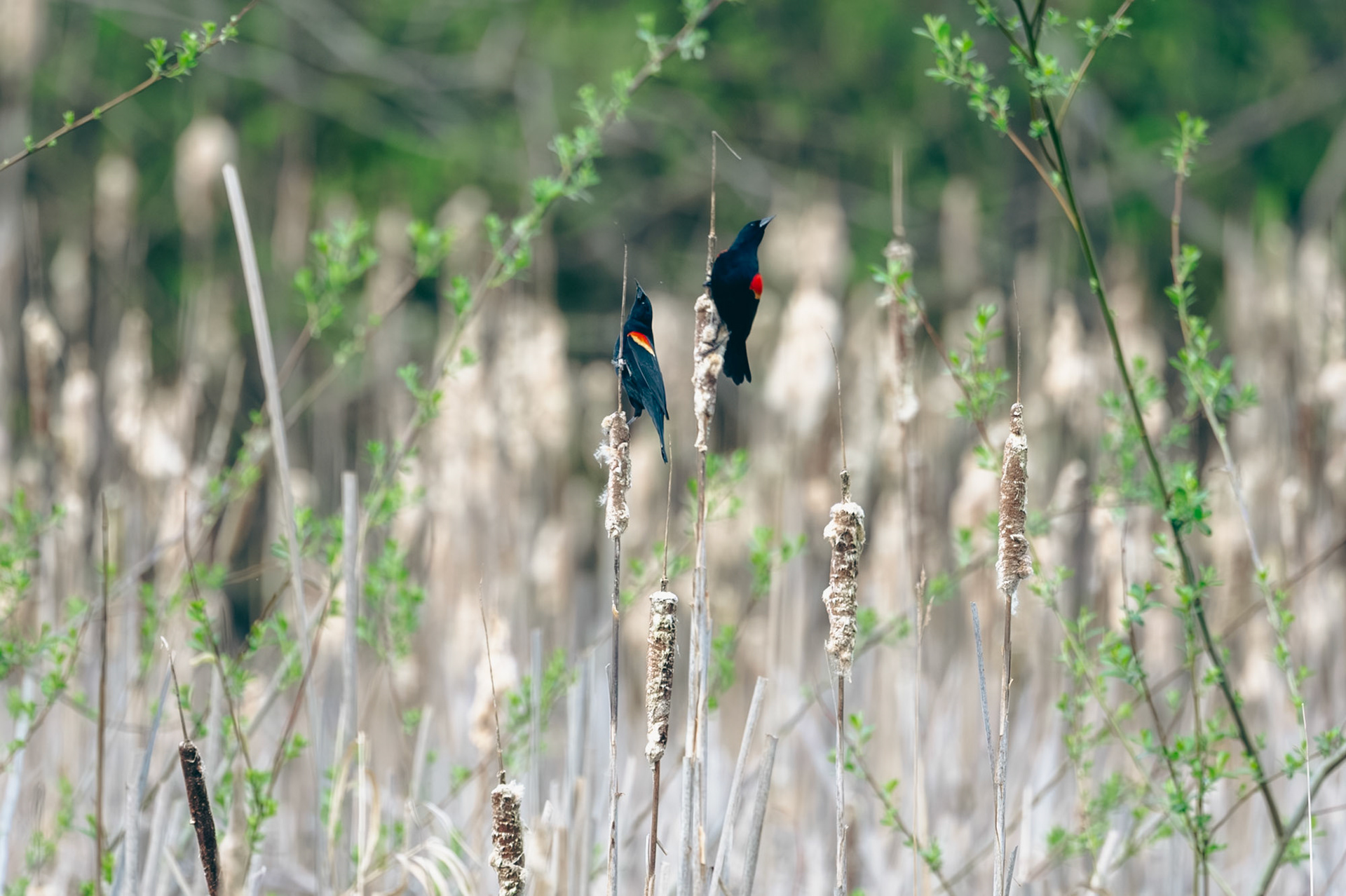 Red winged Blackbird