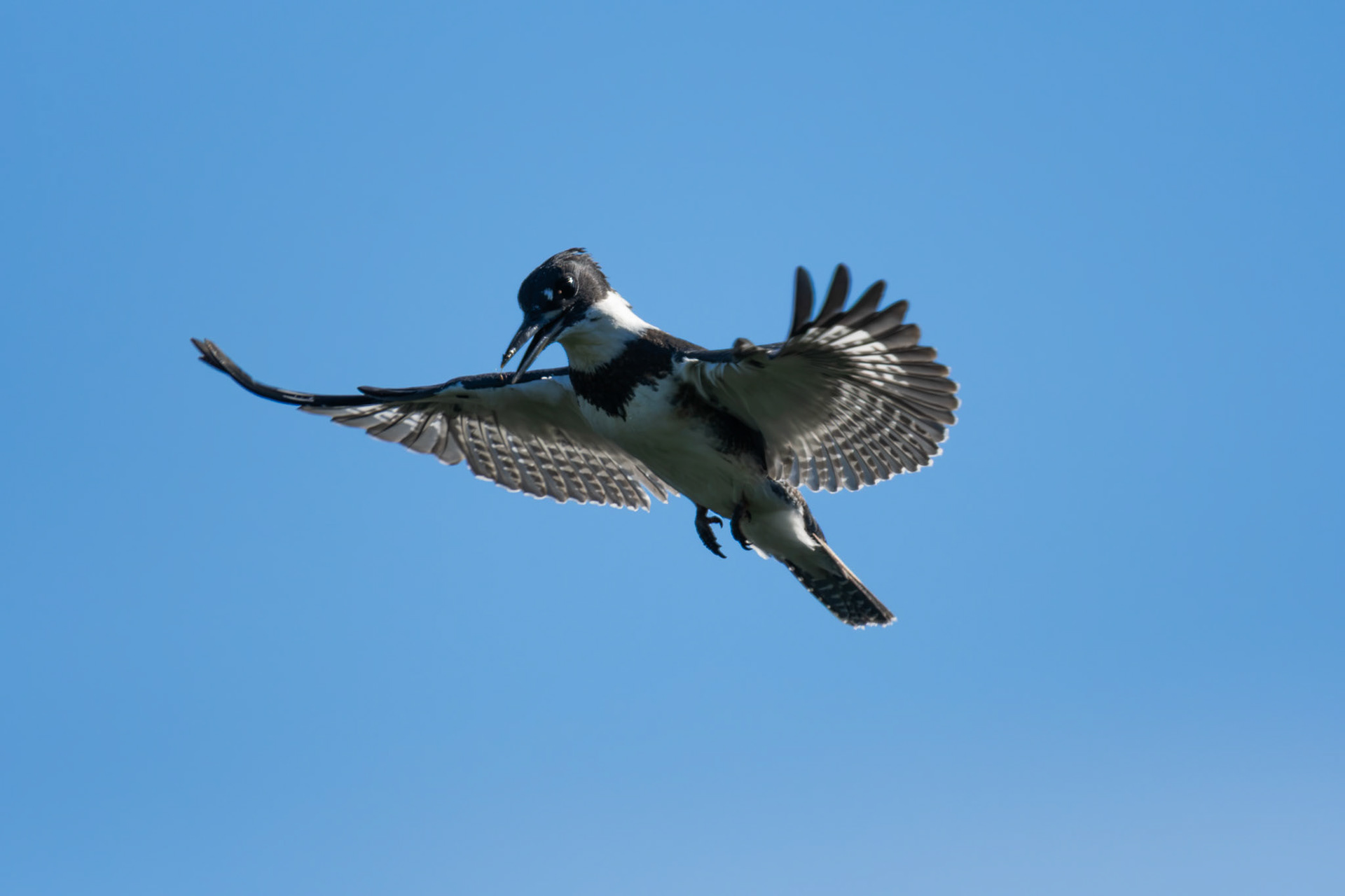 Belted Kingfisher in hover