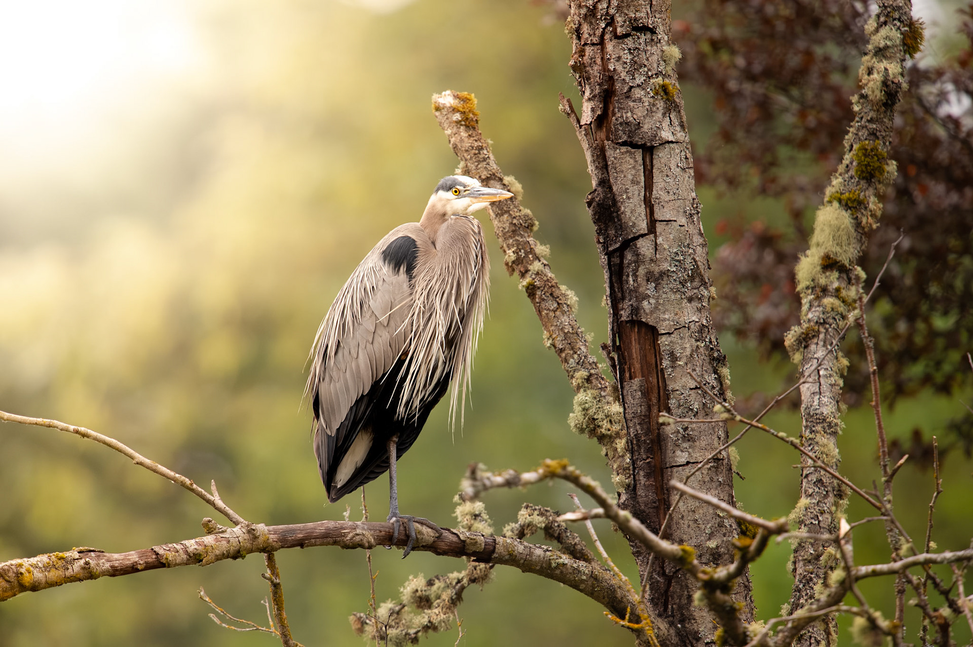 Heron sitting on a branch