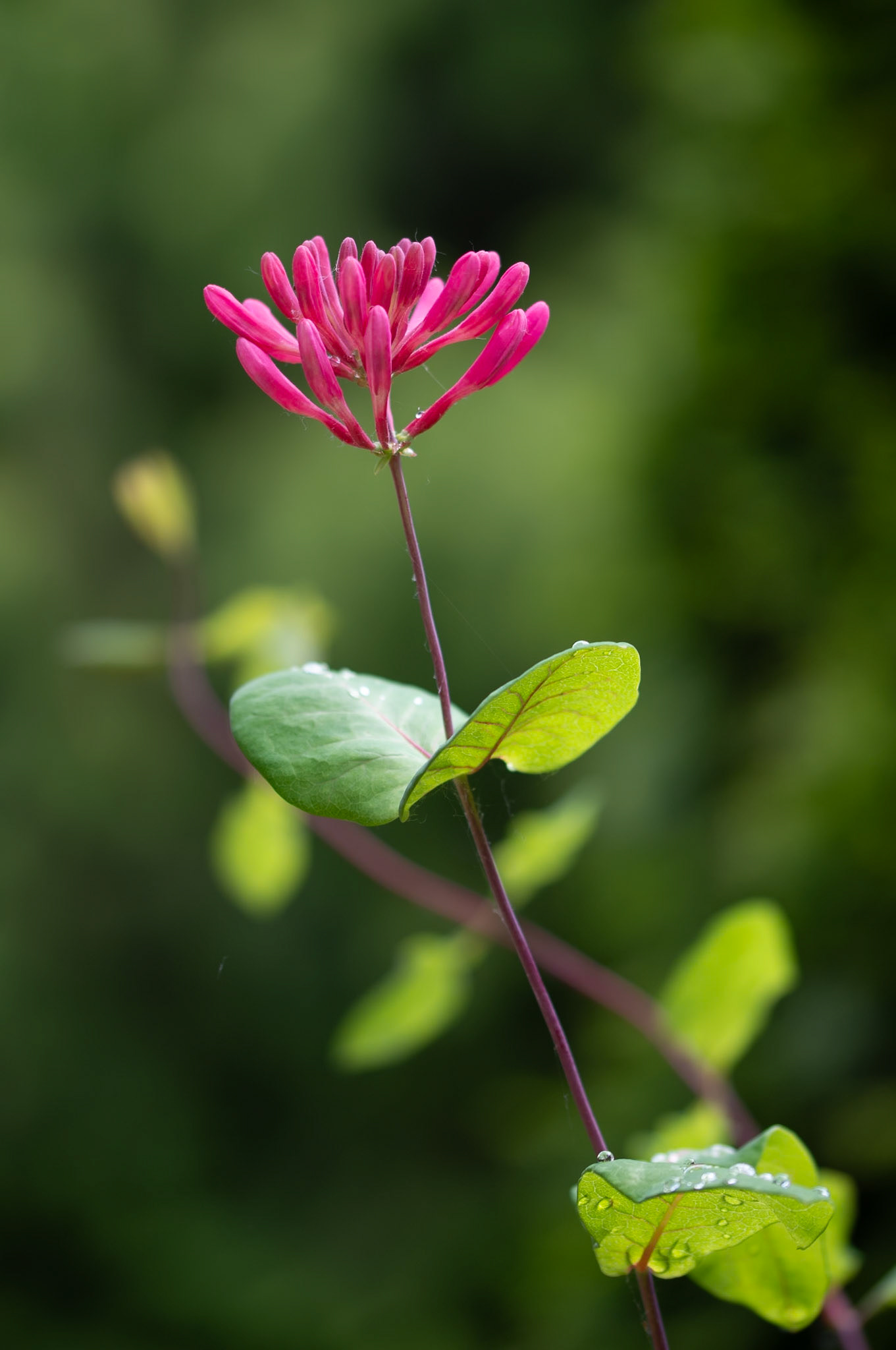Honeysuckle