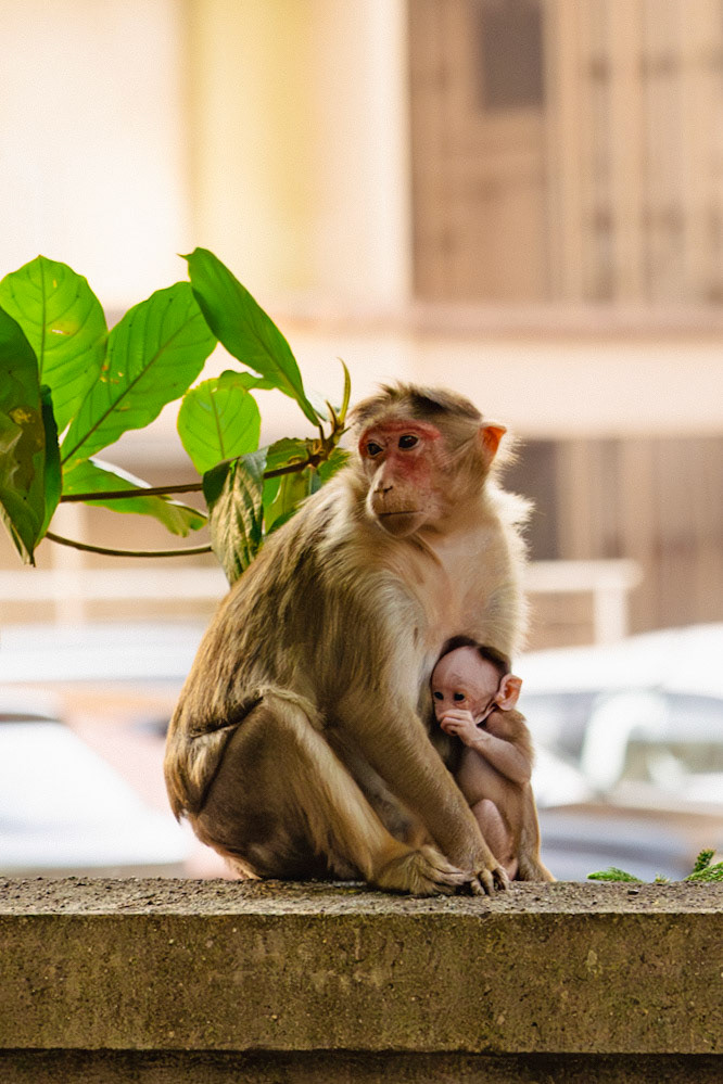 Monkey and a baby