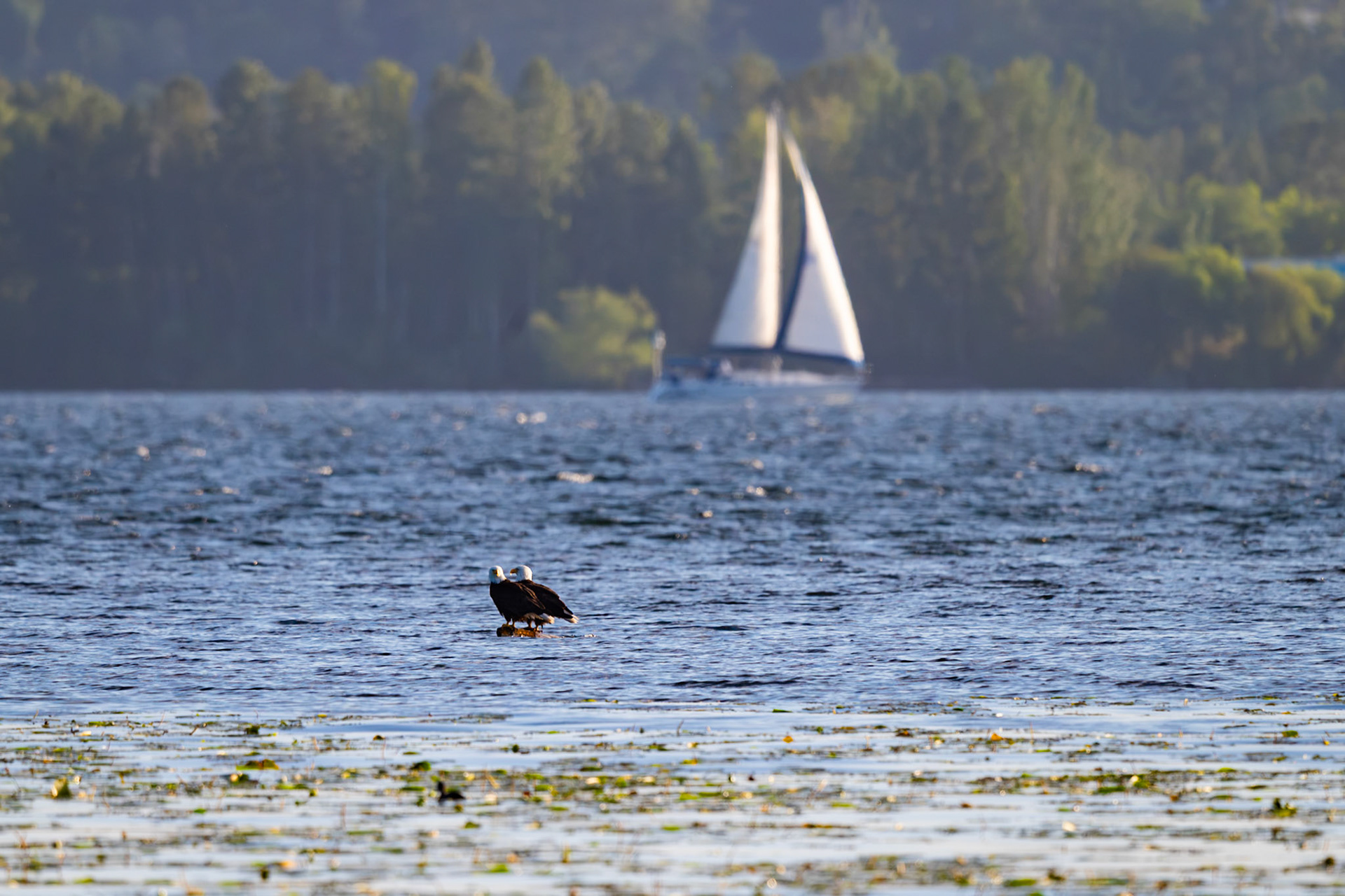 Pair of Bald Eagles
