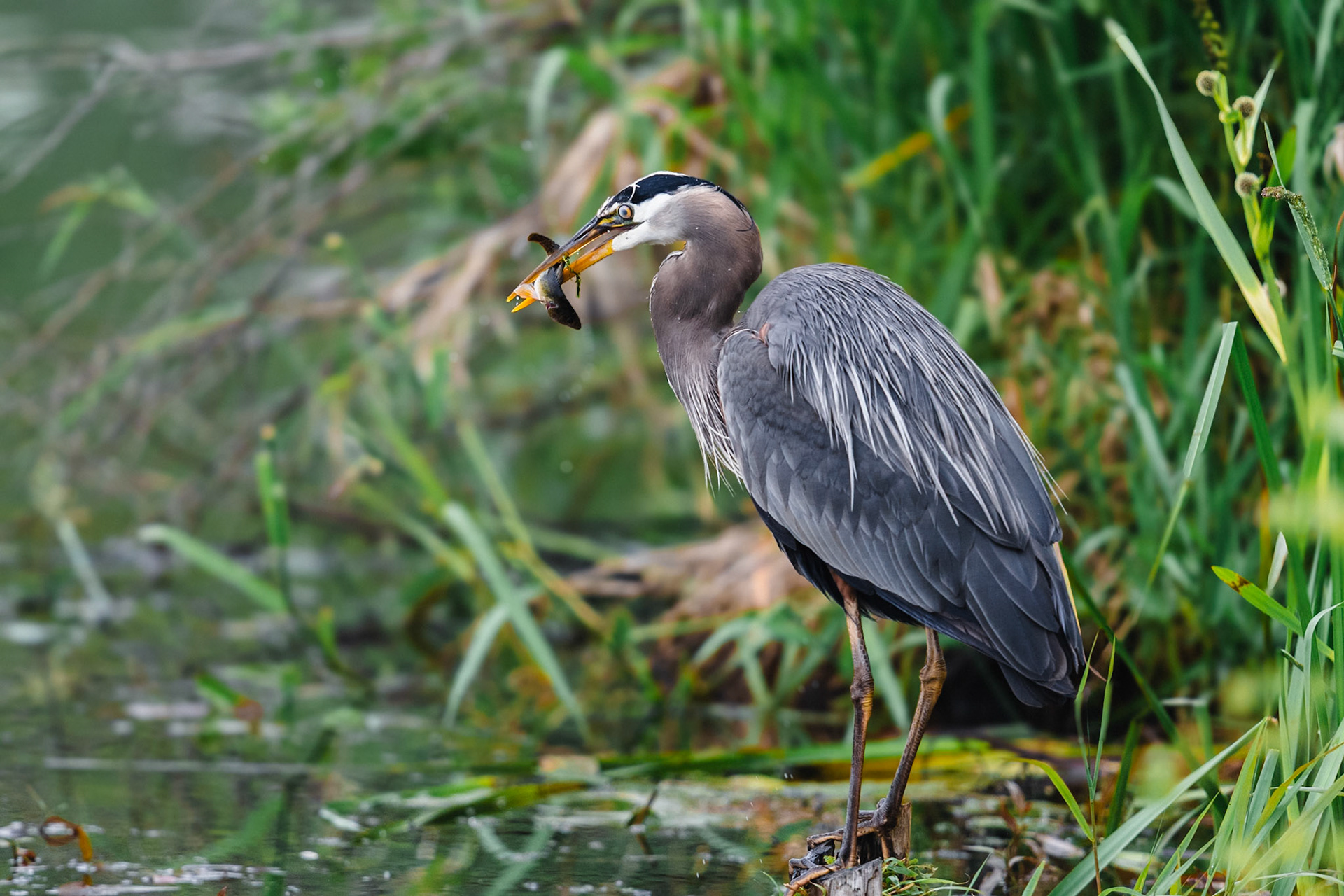 Blue Heron with a fish