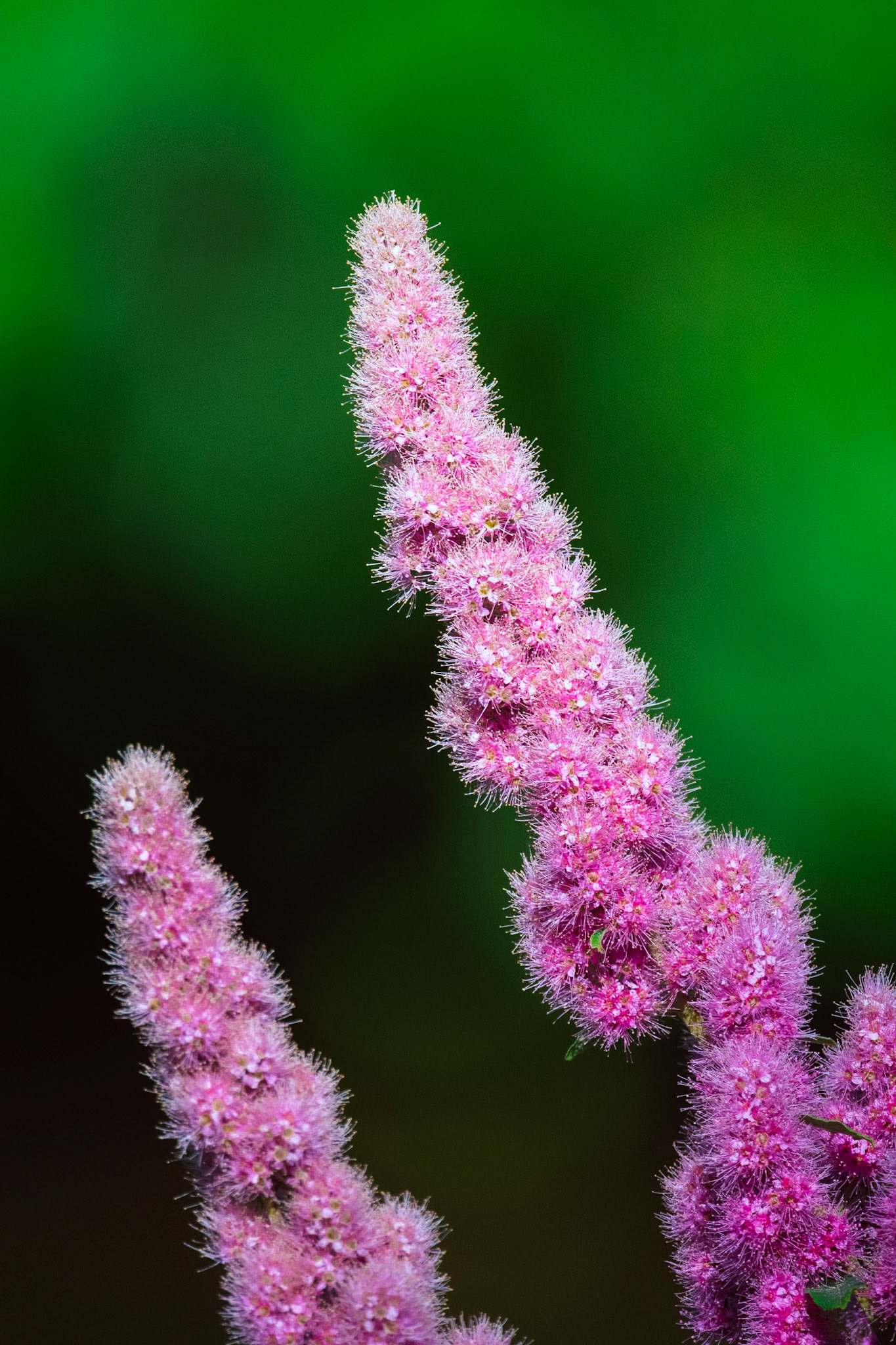 Wild Flowers