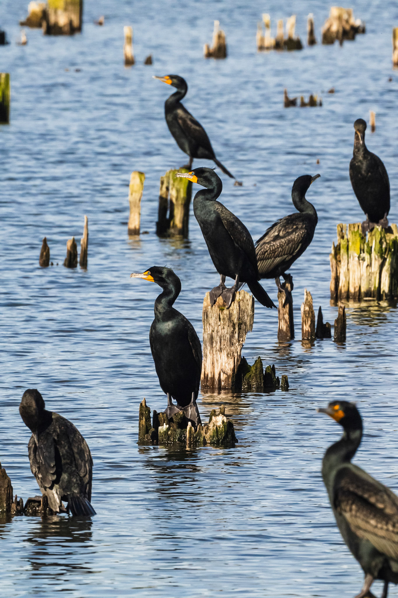 Double Crested Cormorants