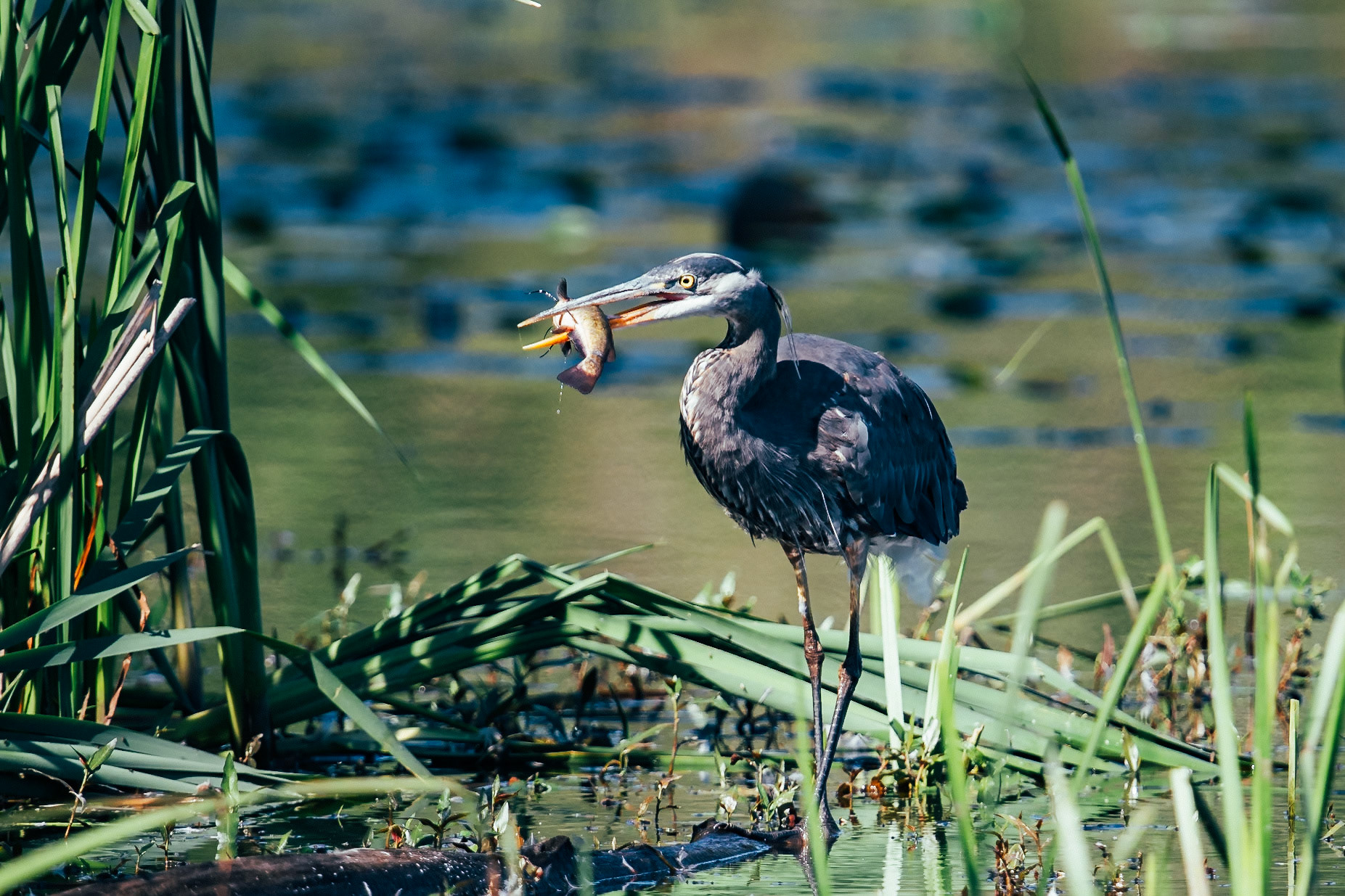Blue Heron with a fish