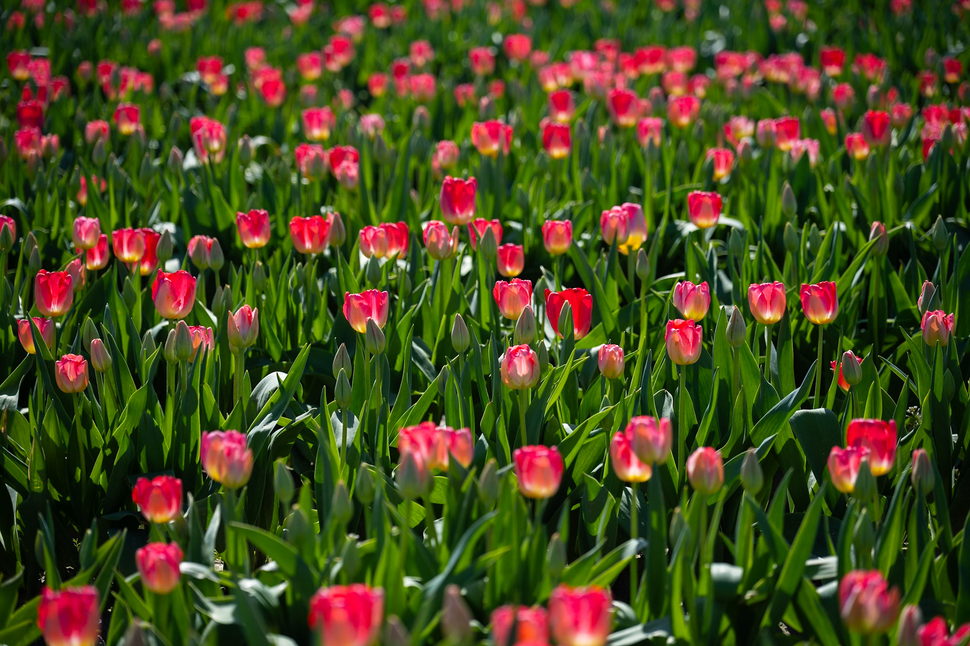 Tulips