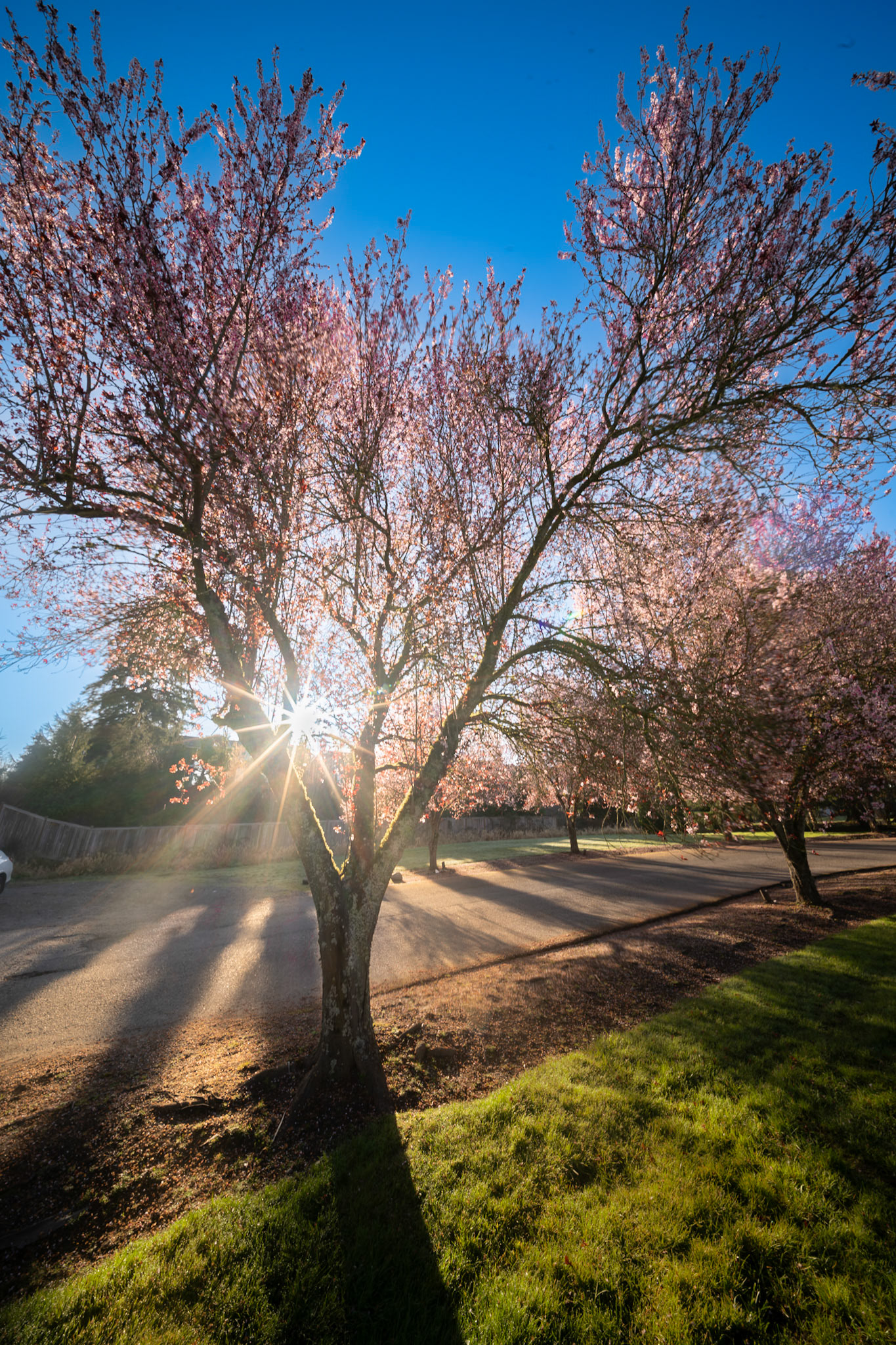 Cherry Blossom