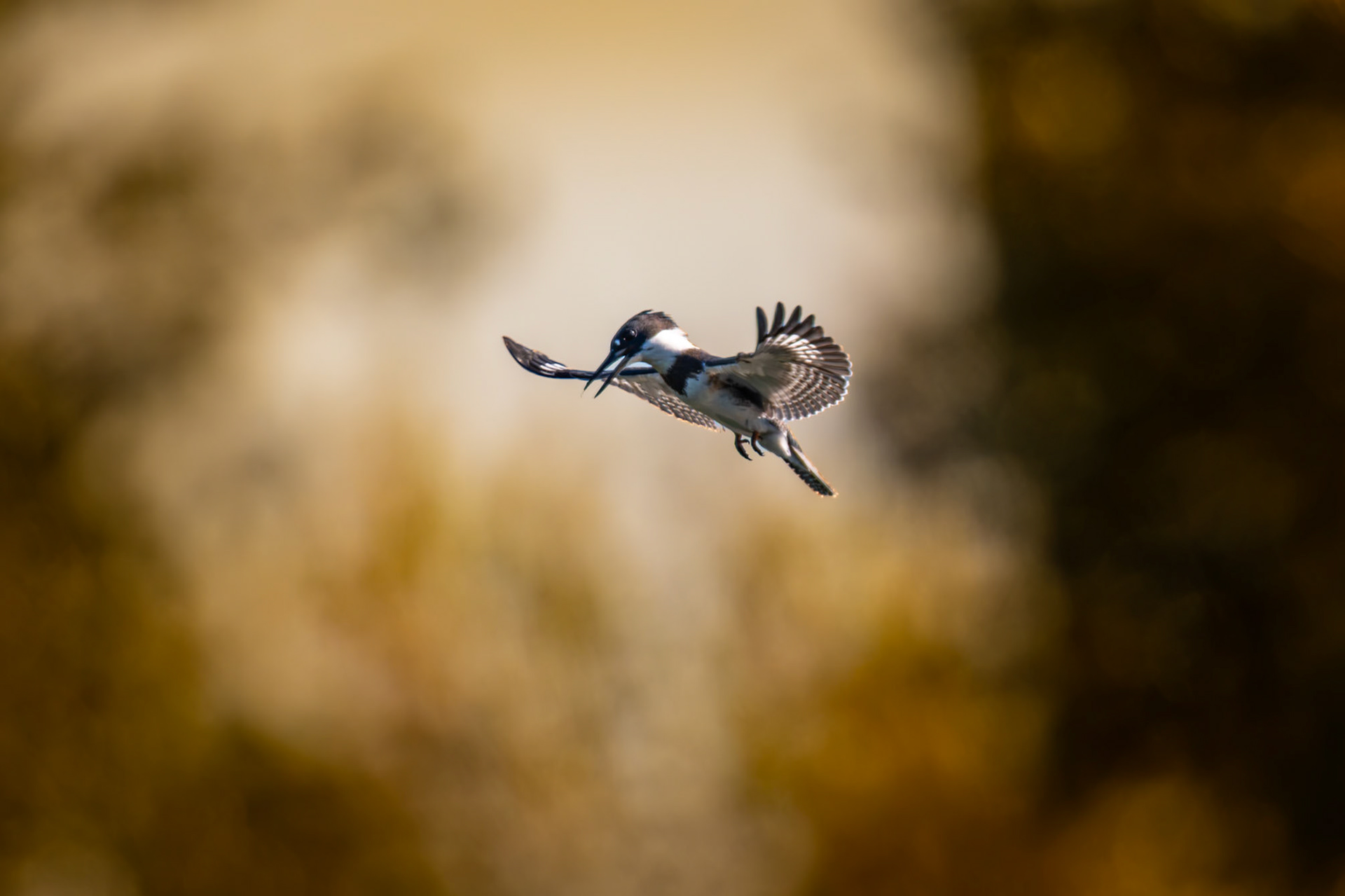 Belted Kingfisher in hover