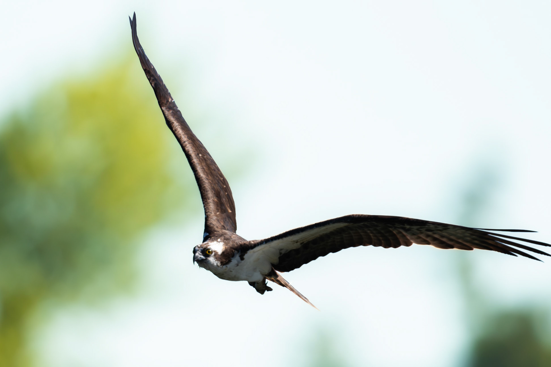 Osprey in flight