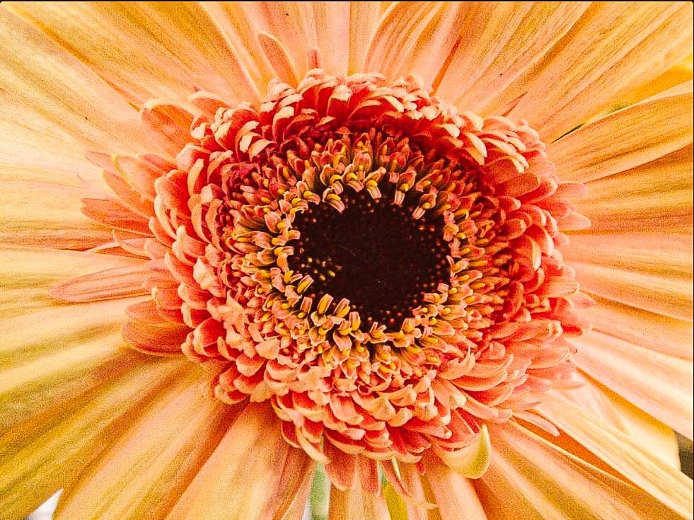 Gerbera Daisies