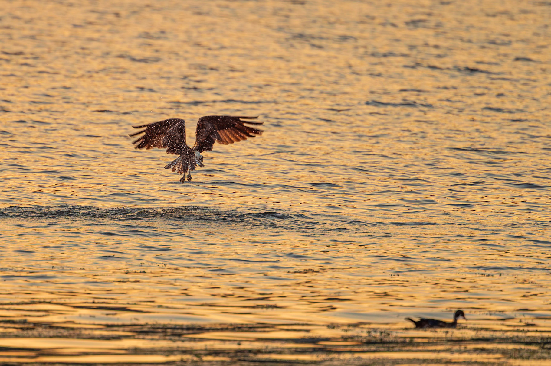 Osprey in flight