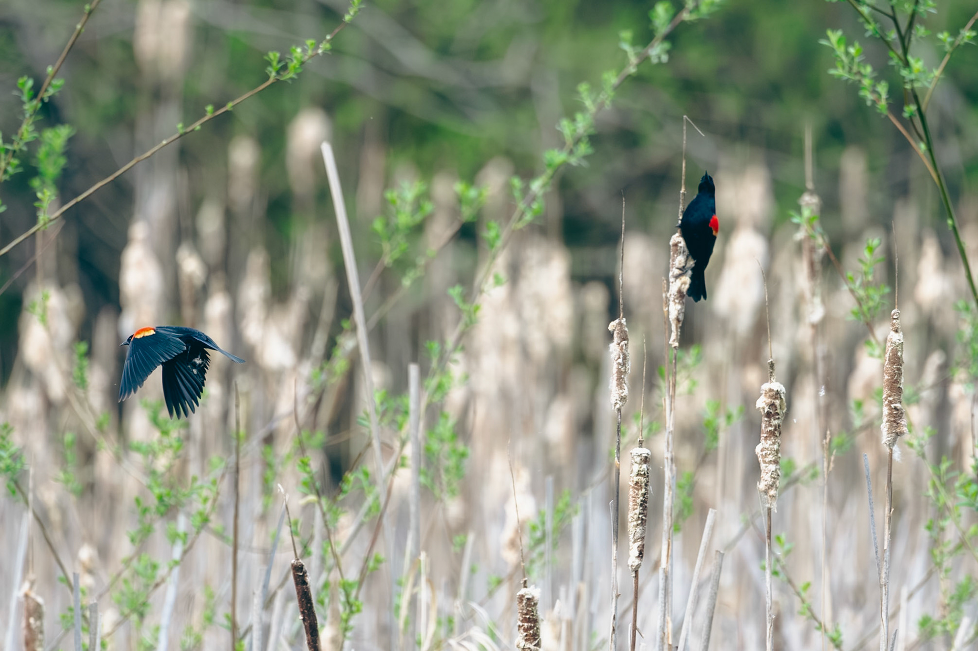 Red winged Blackbird