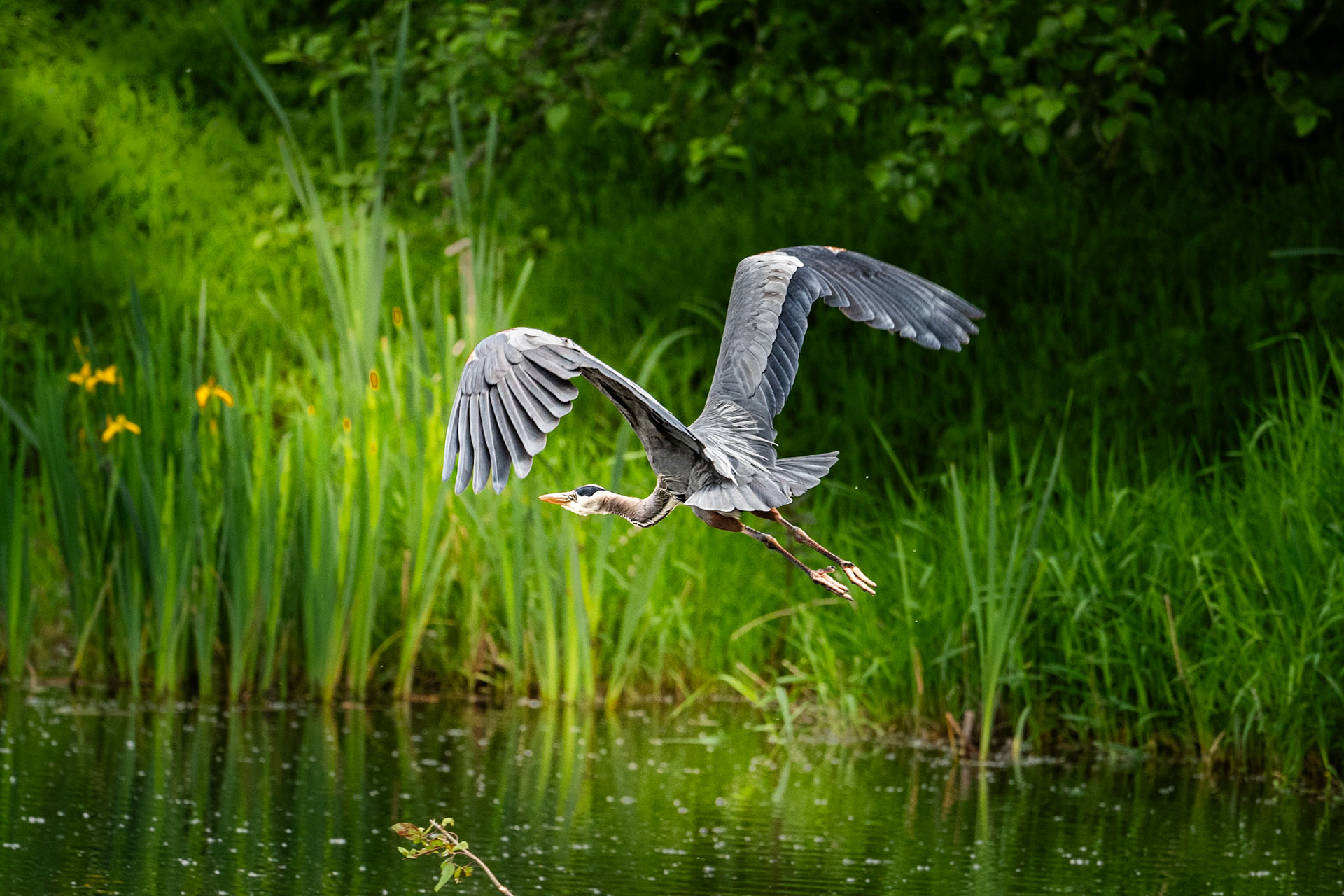 Blue Heron in flight