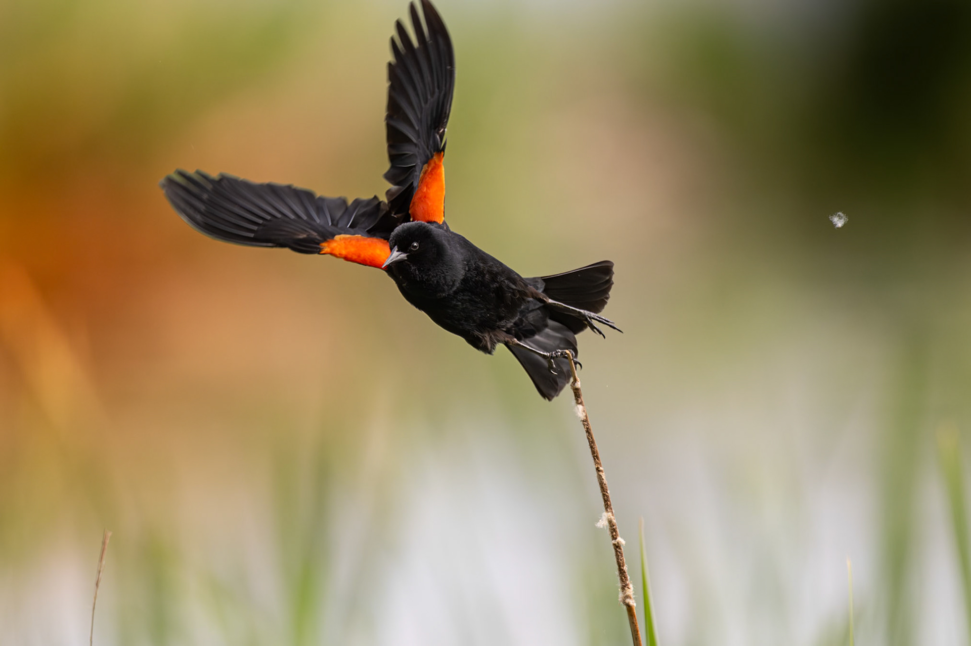 Red Winged Blackbird