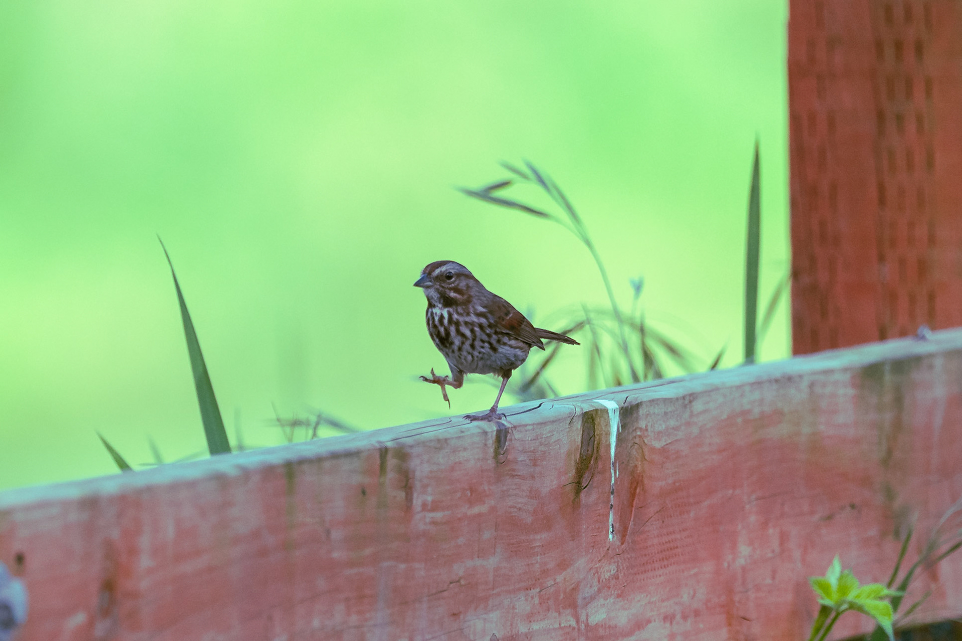 Song Sparrow