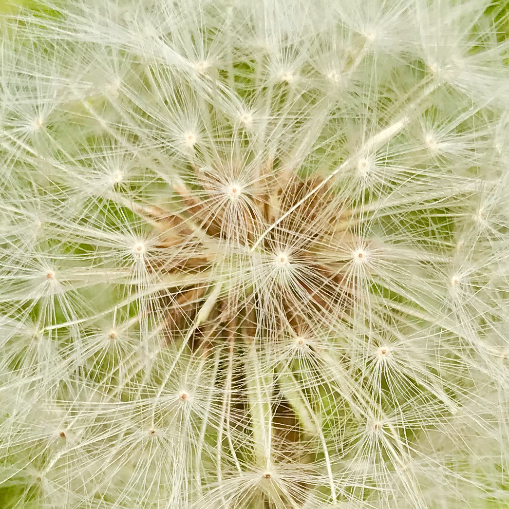 dandelion