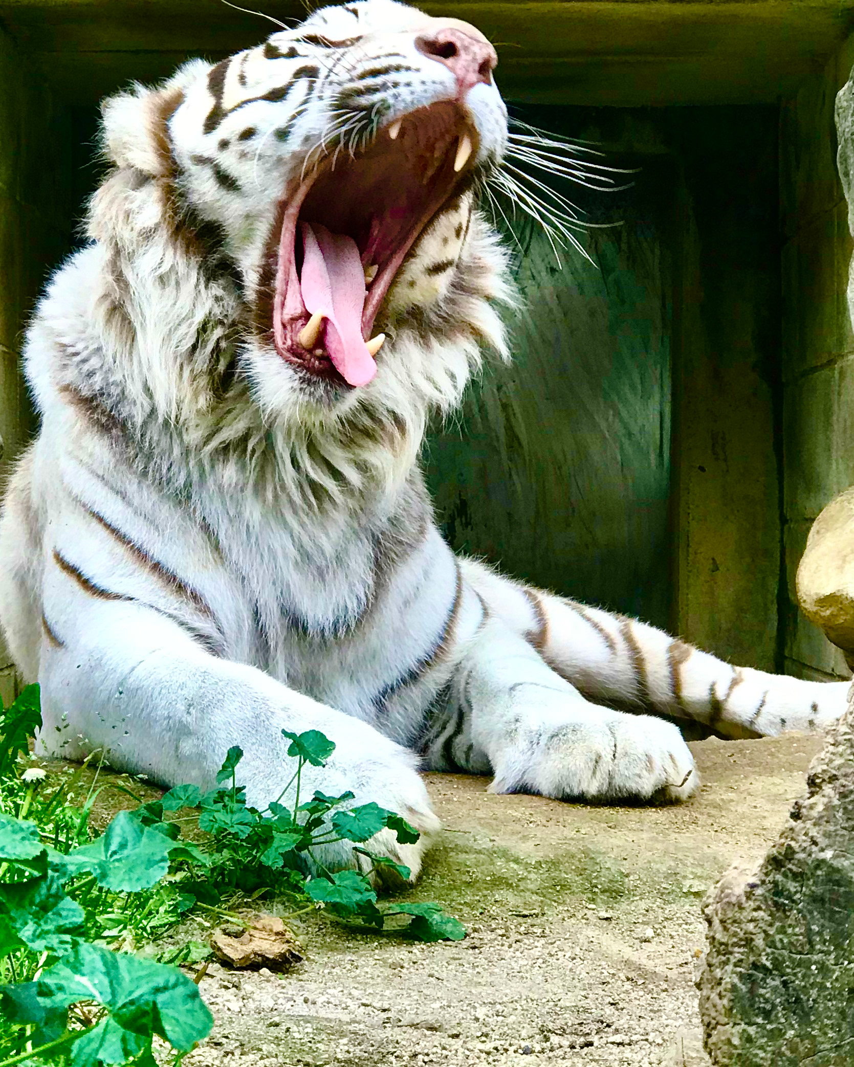 Tobu Zoo