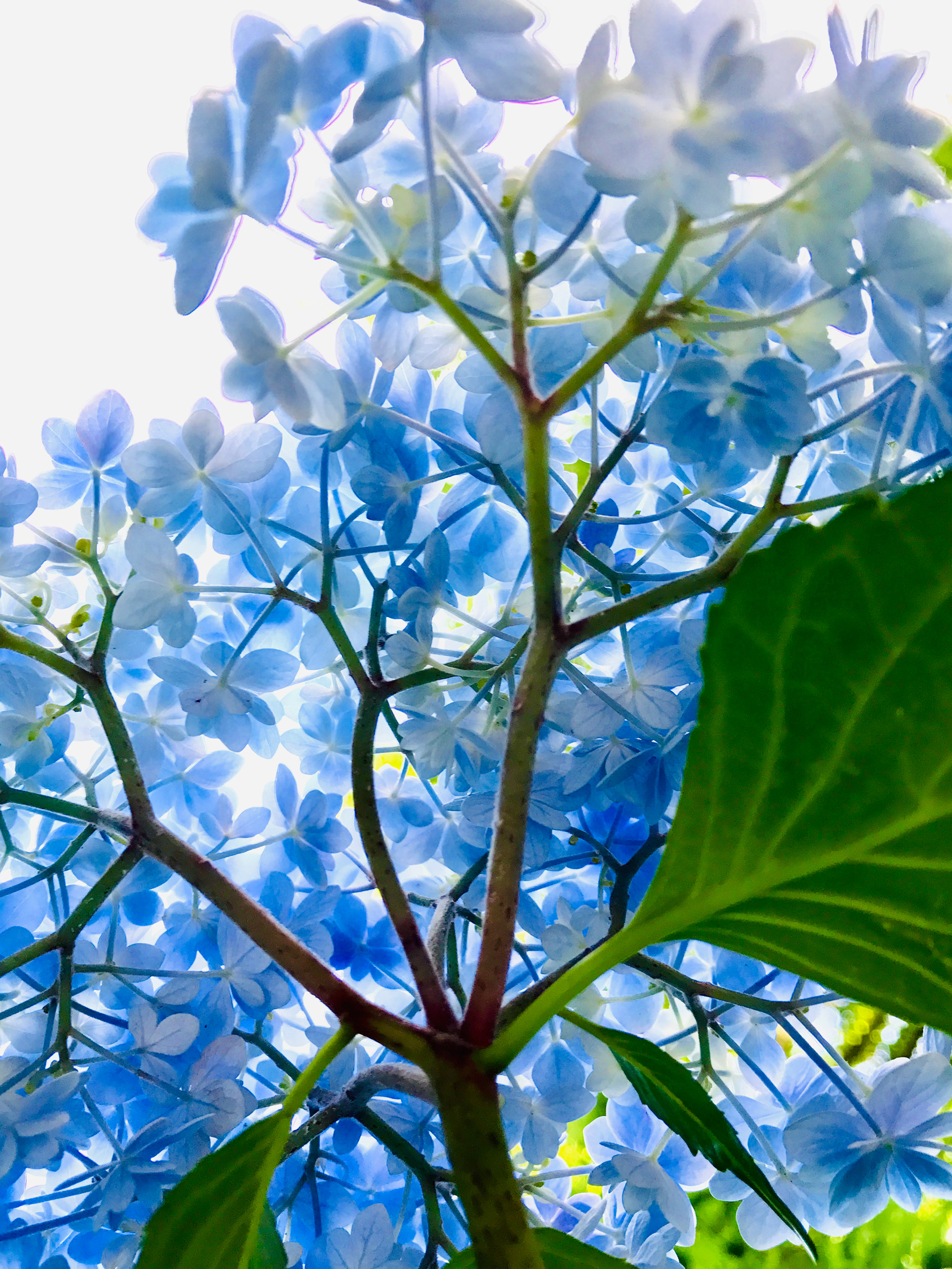 hydrangea