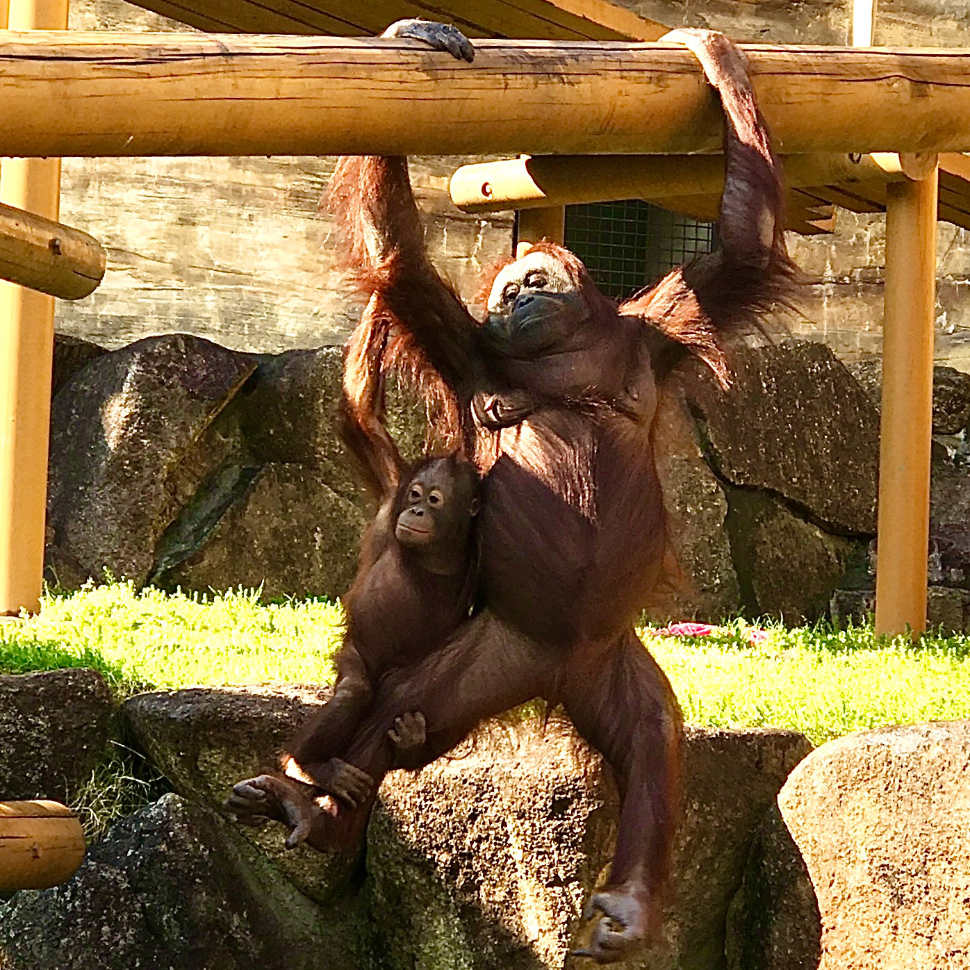 Tama Zoo
