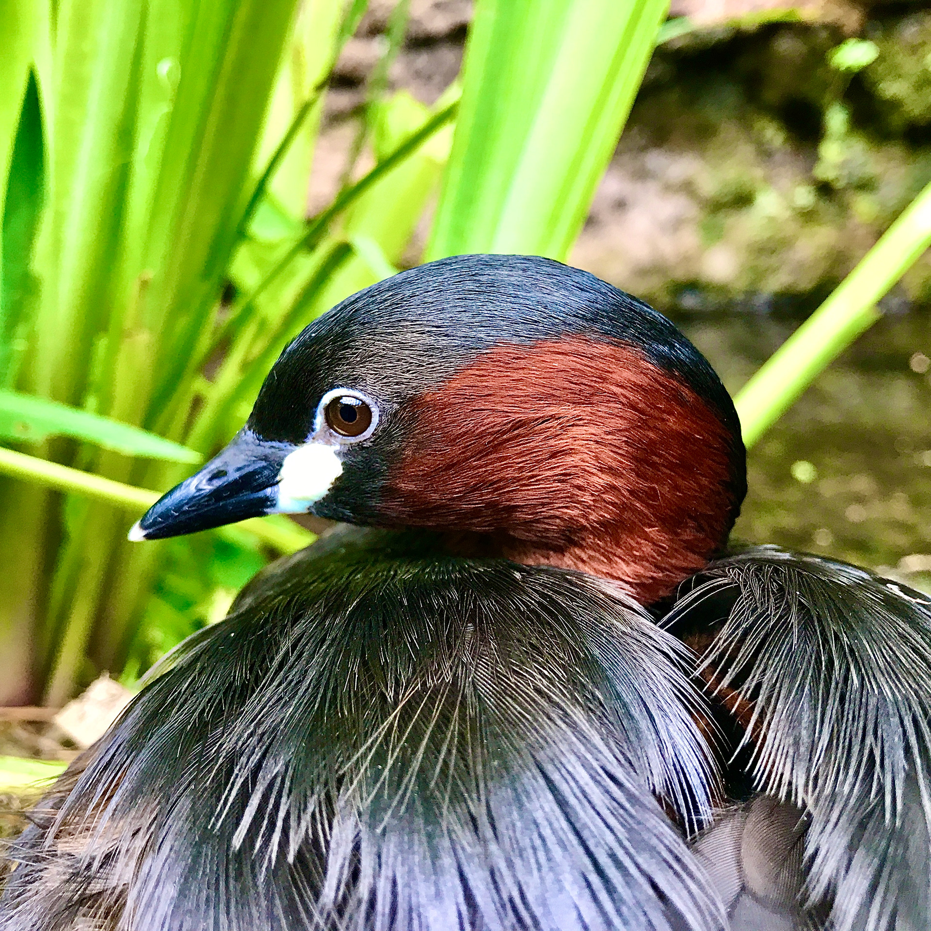 Inokashira Park