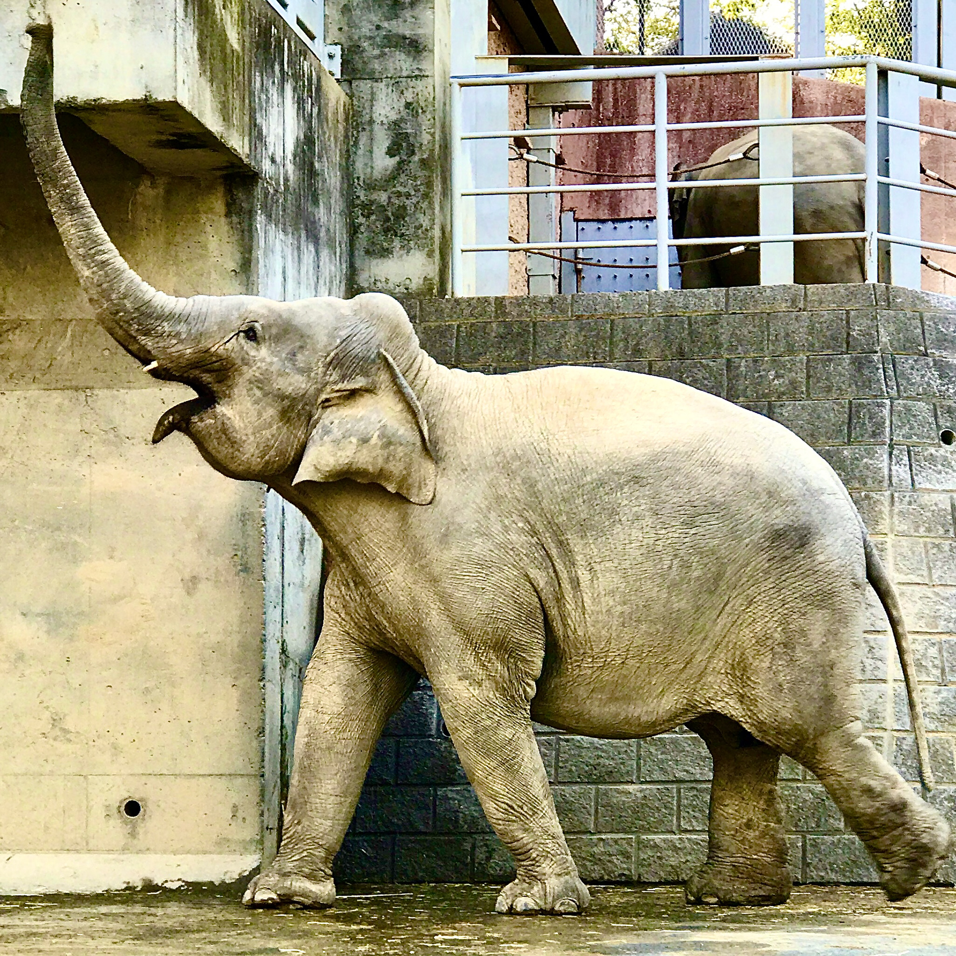 Tama Zoo