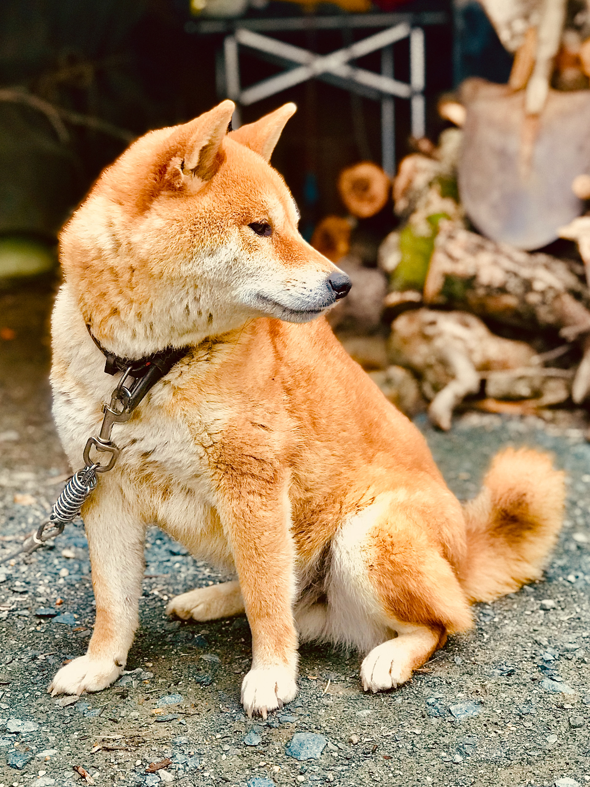 Shiba Koro