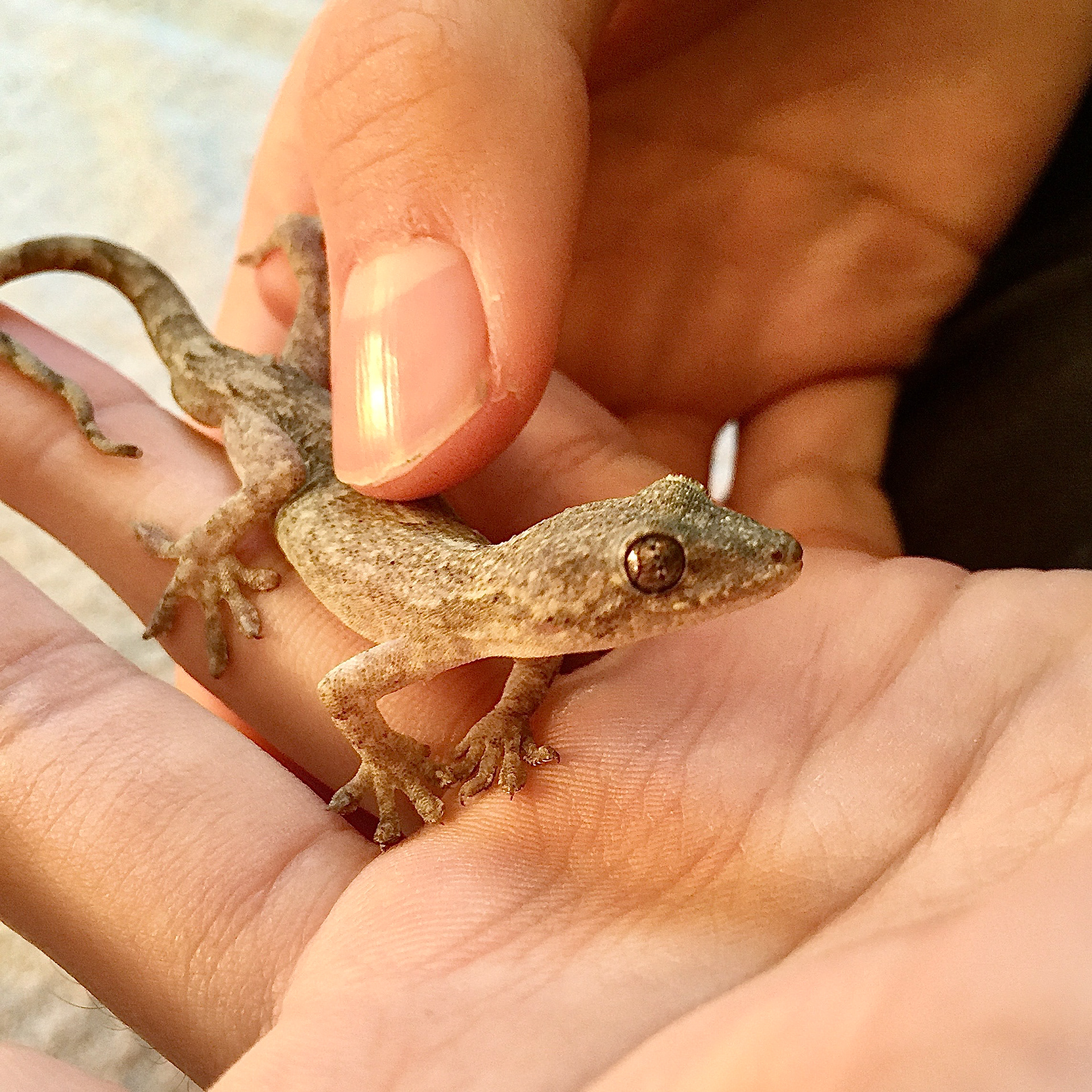 Gecko