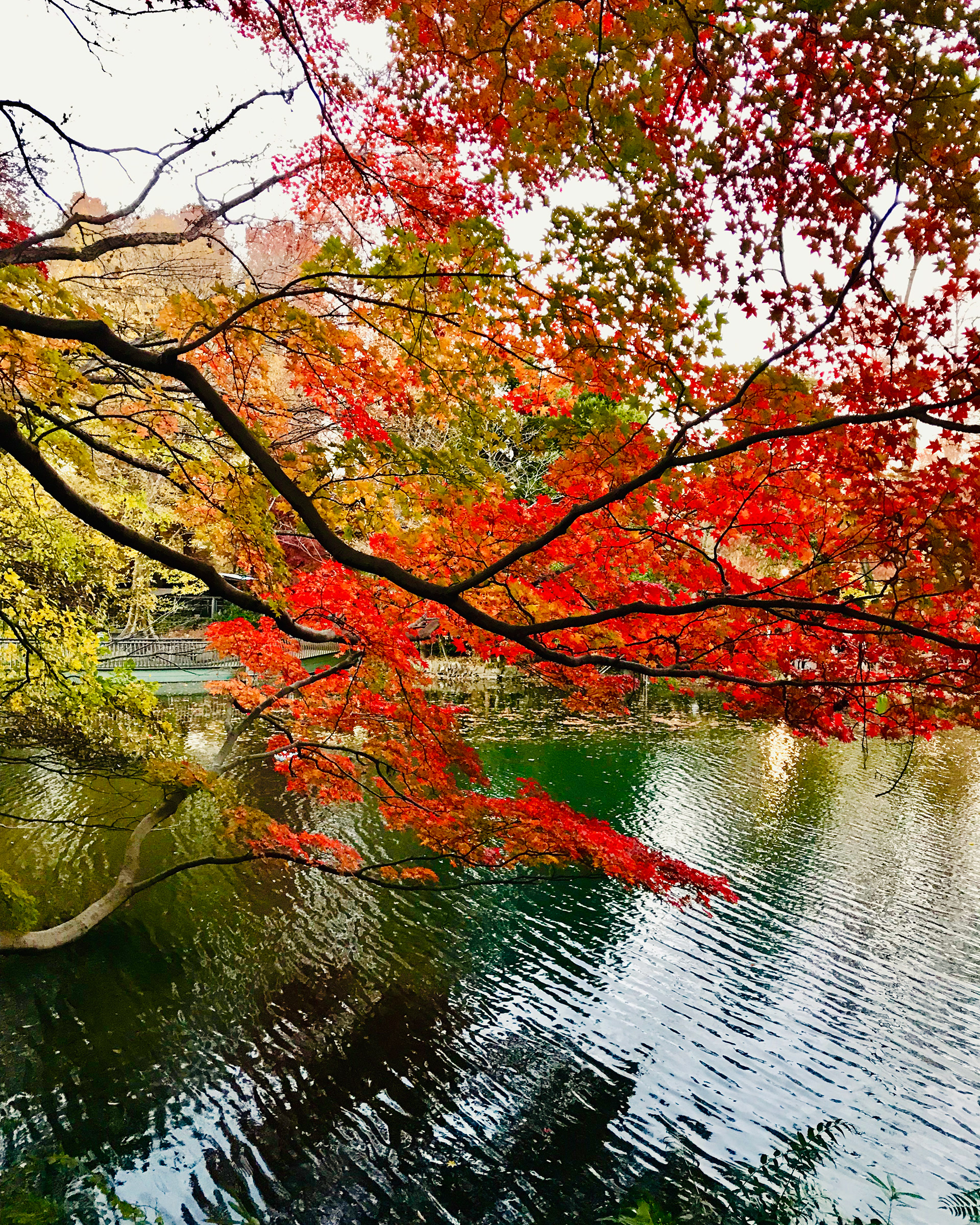 Inokashira Park