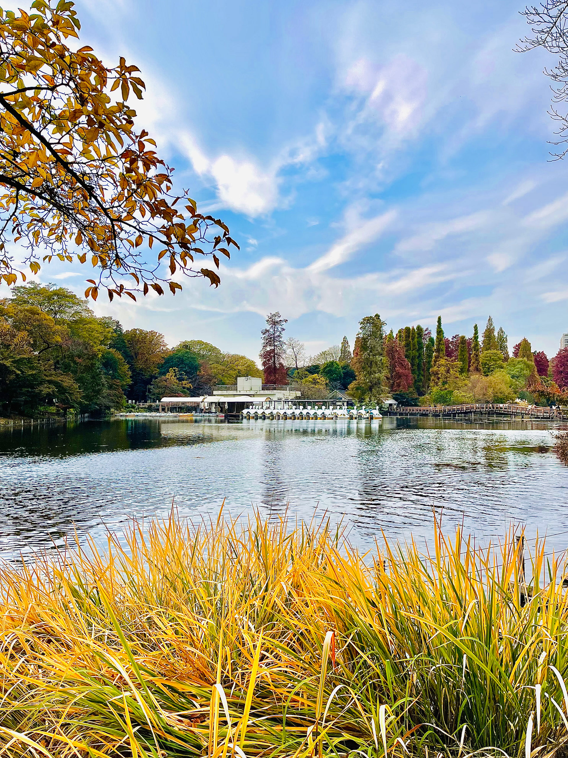 Inokashira Park