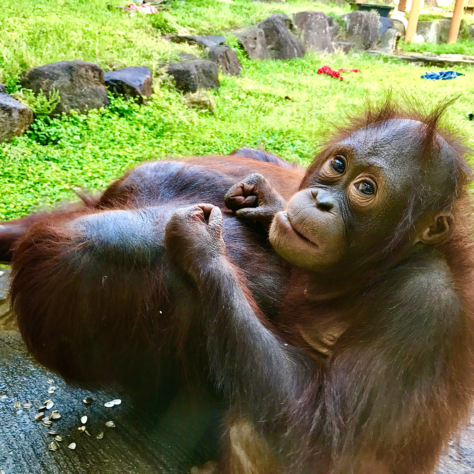 Tama Zoo
