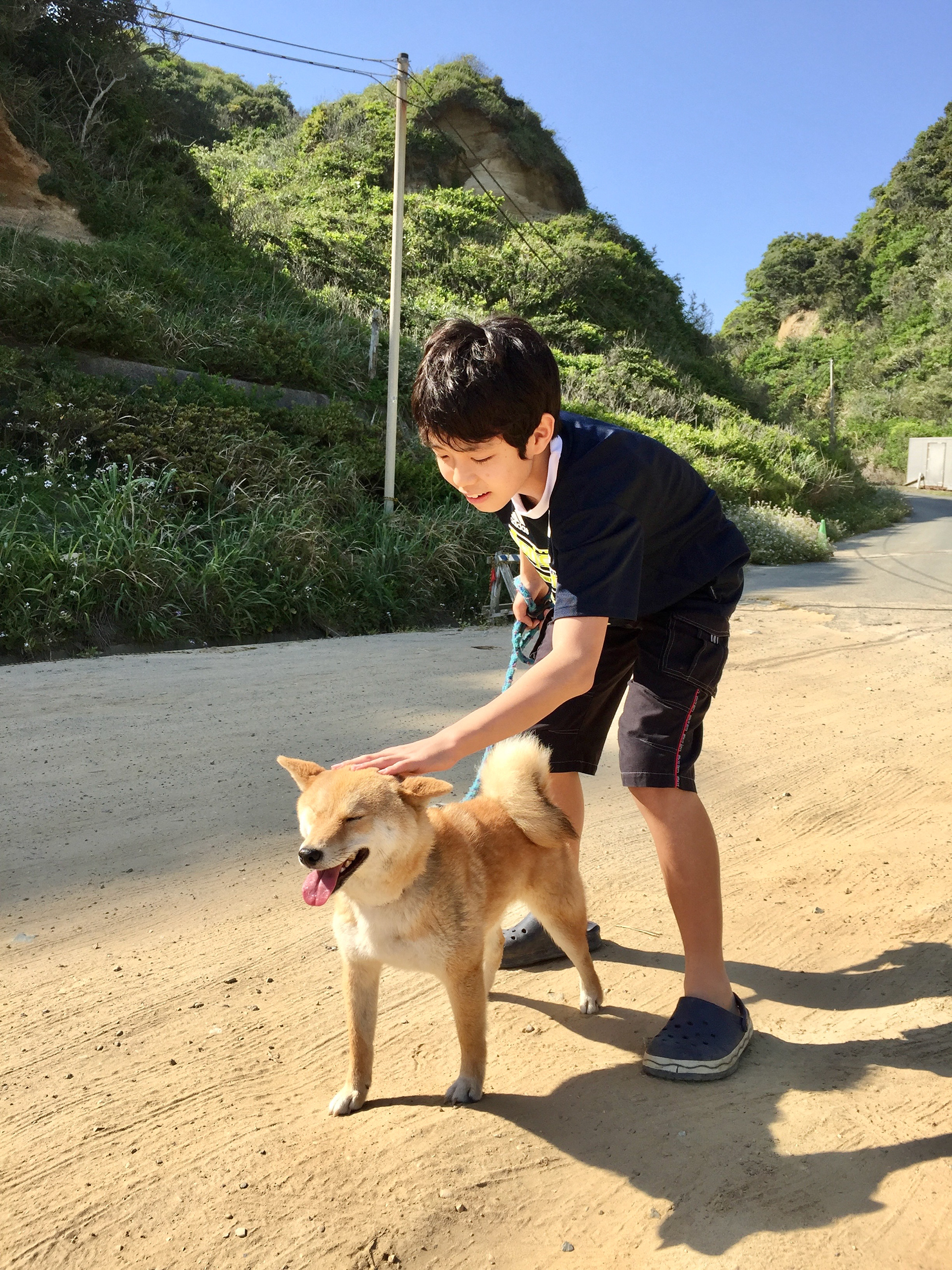Shiba Koro