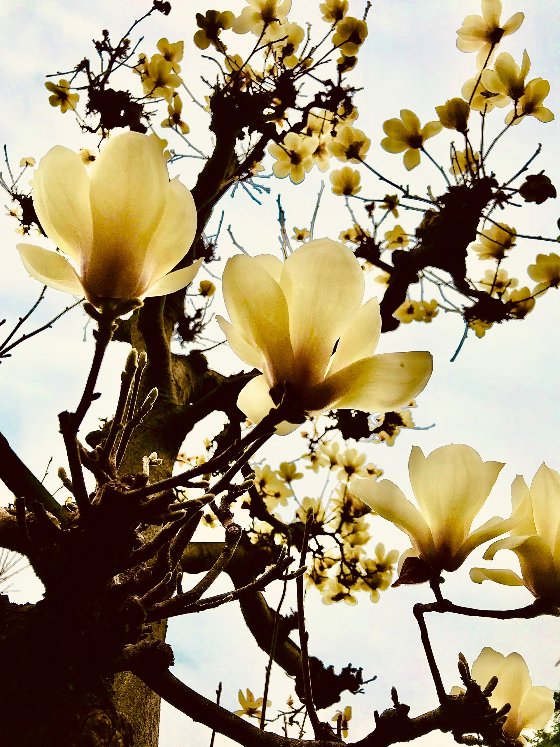 magnolia