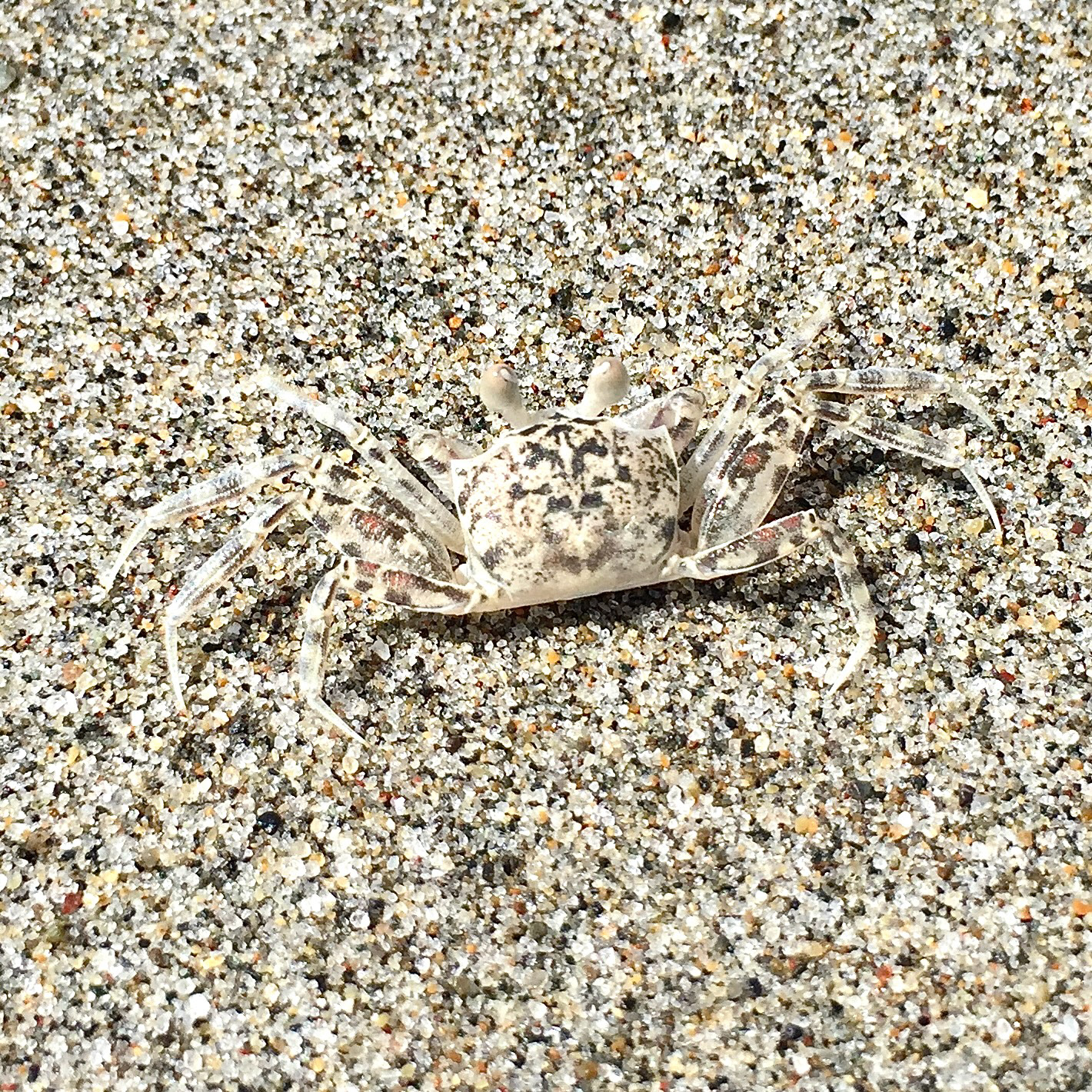 crab