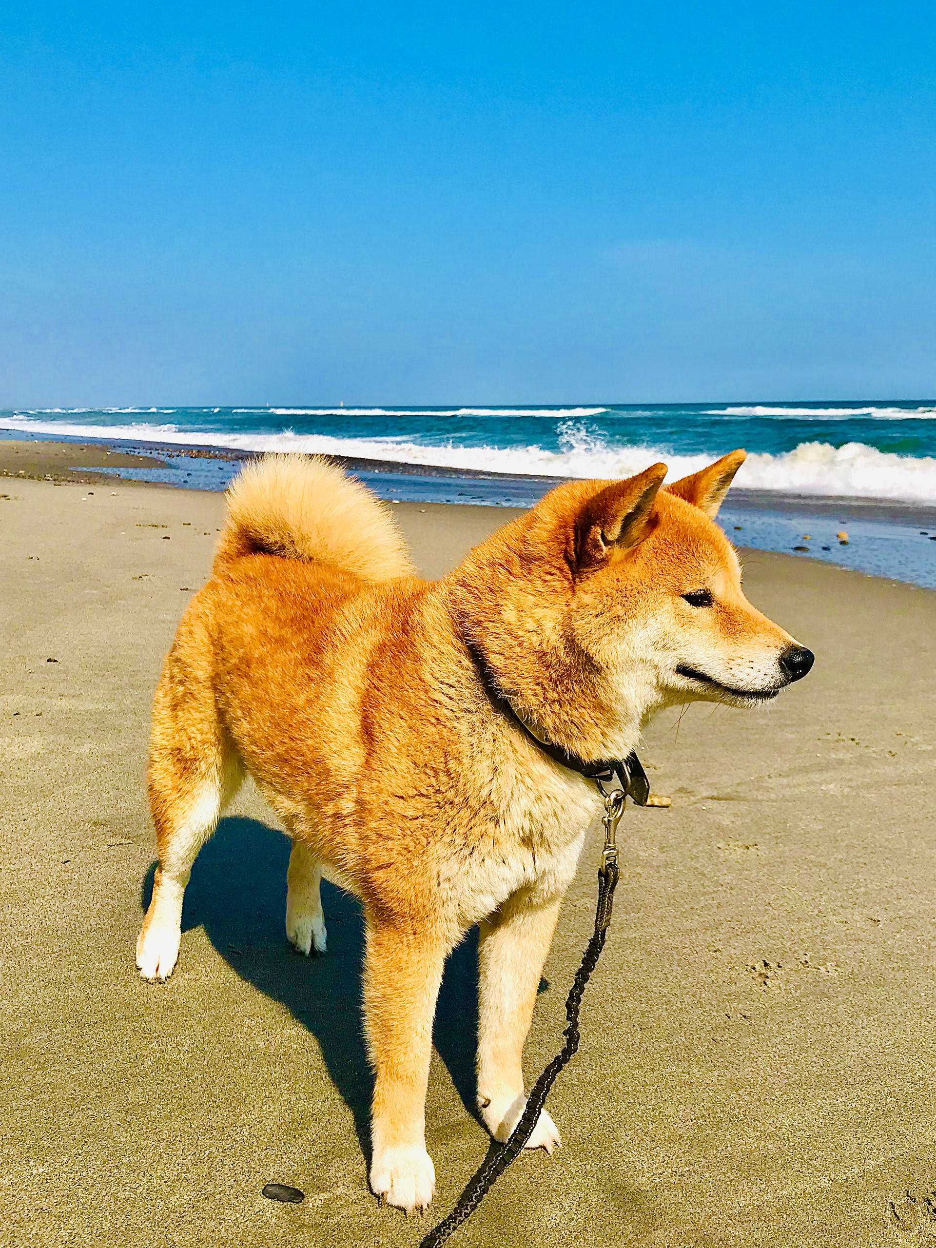 Shiba Koro