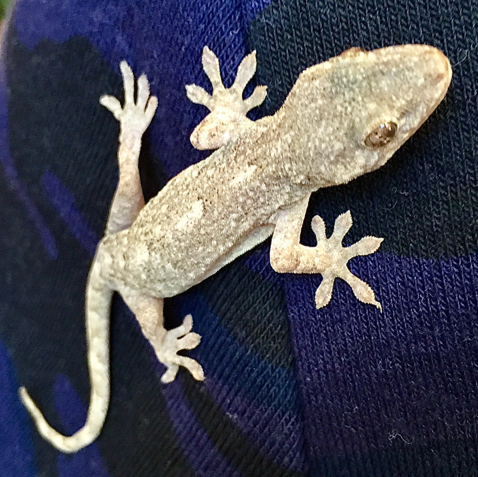 Gecko