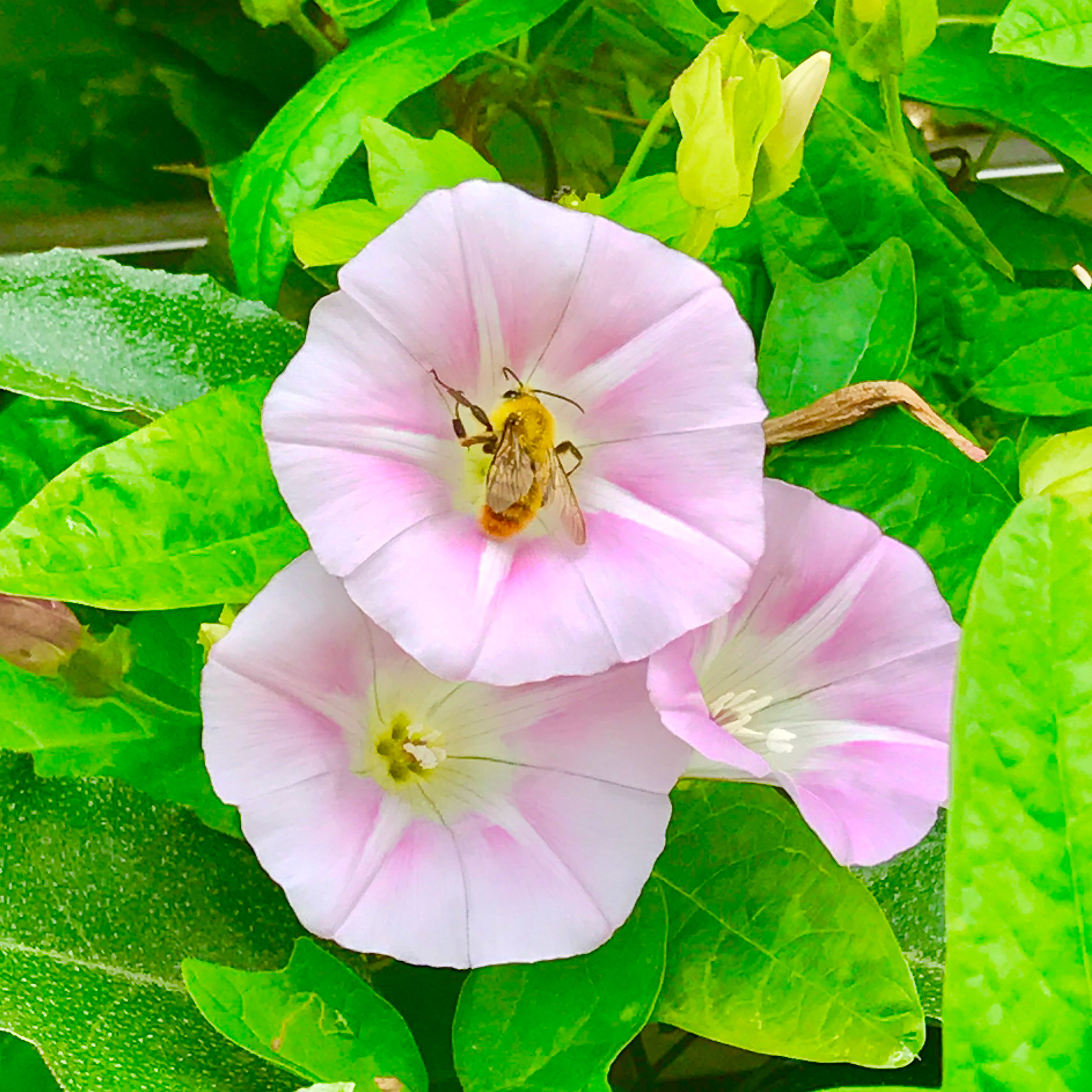 Honeybee