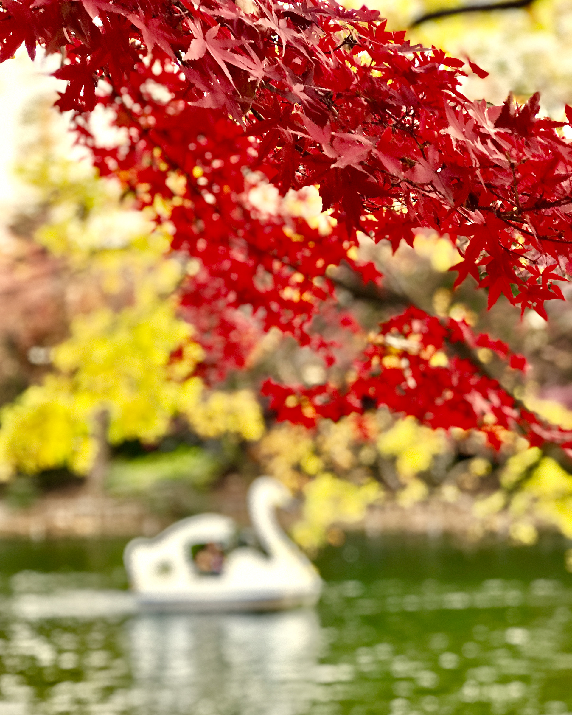 Inokashira Park