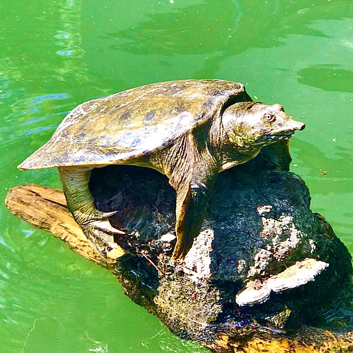 Inokashira Park