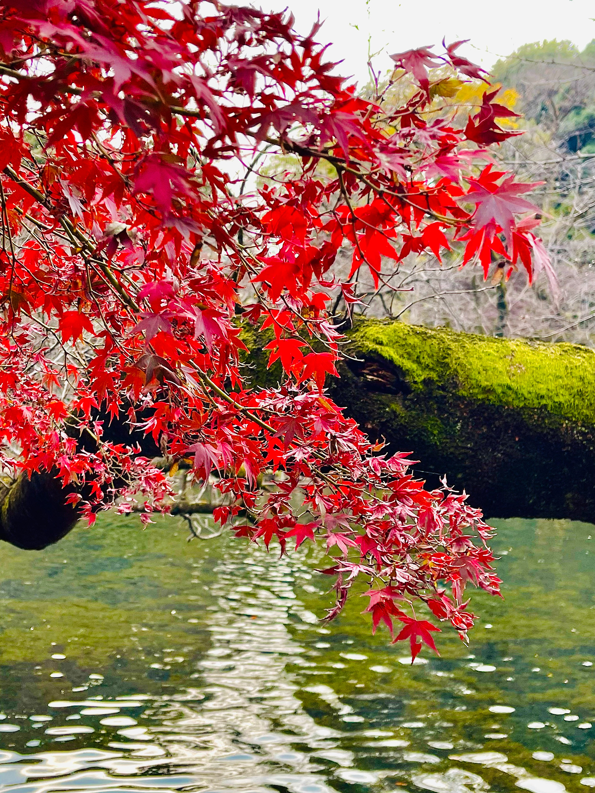 Inokashira Park