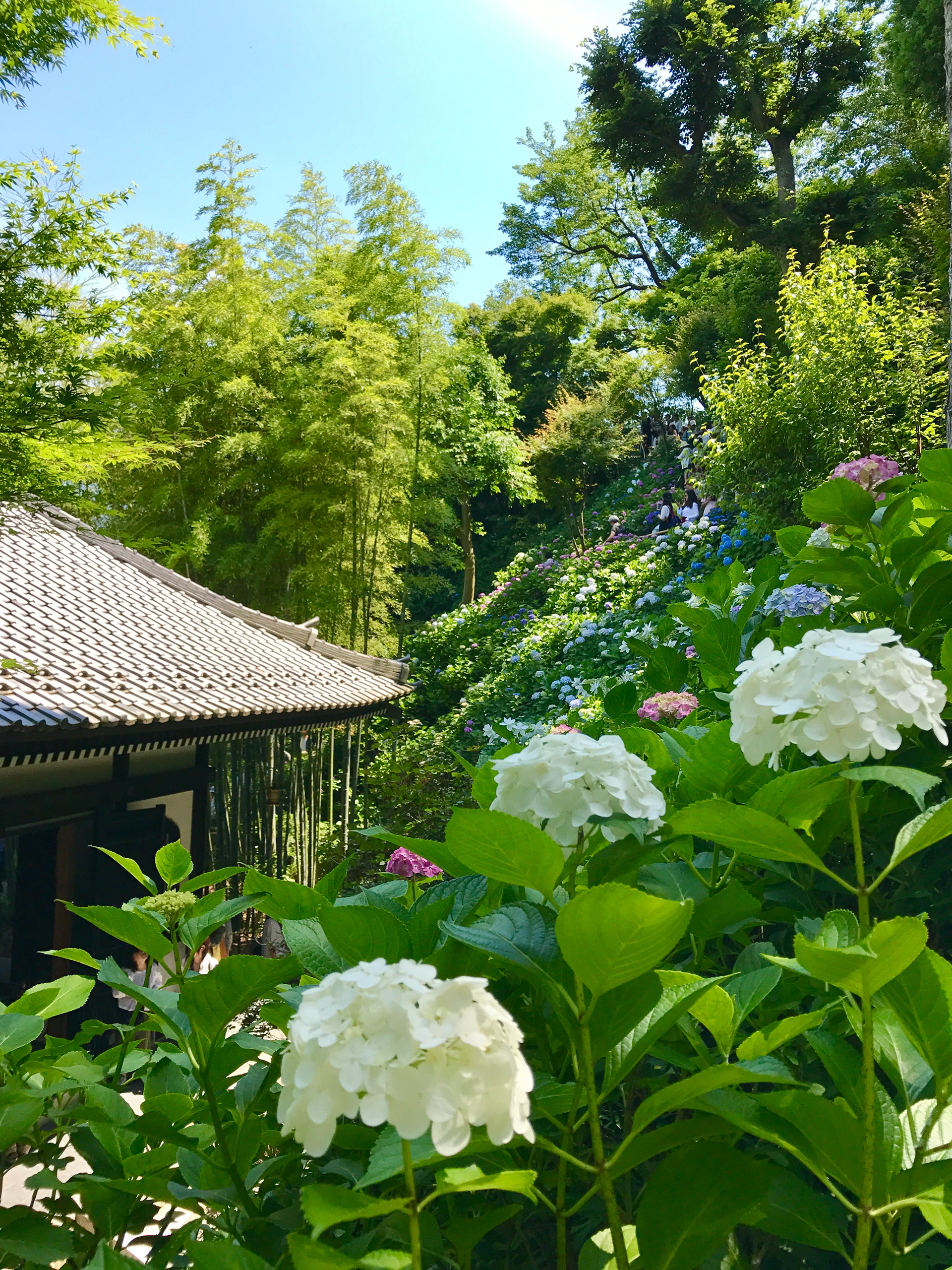 Hasedera