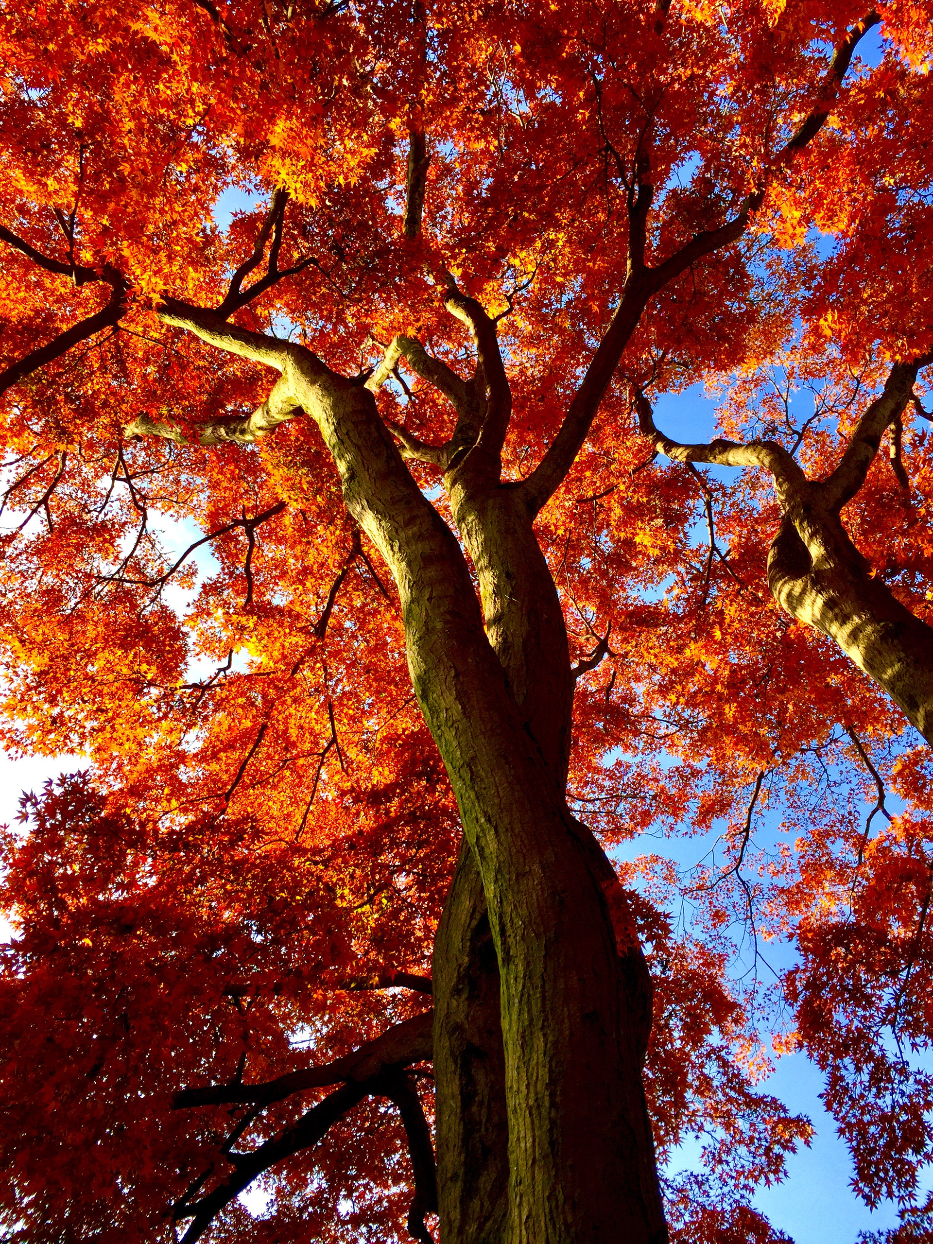 Momijiyama Park