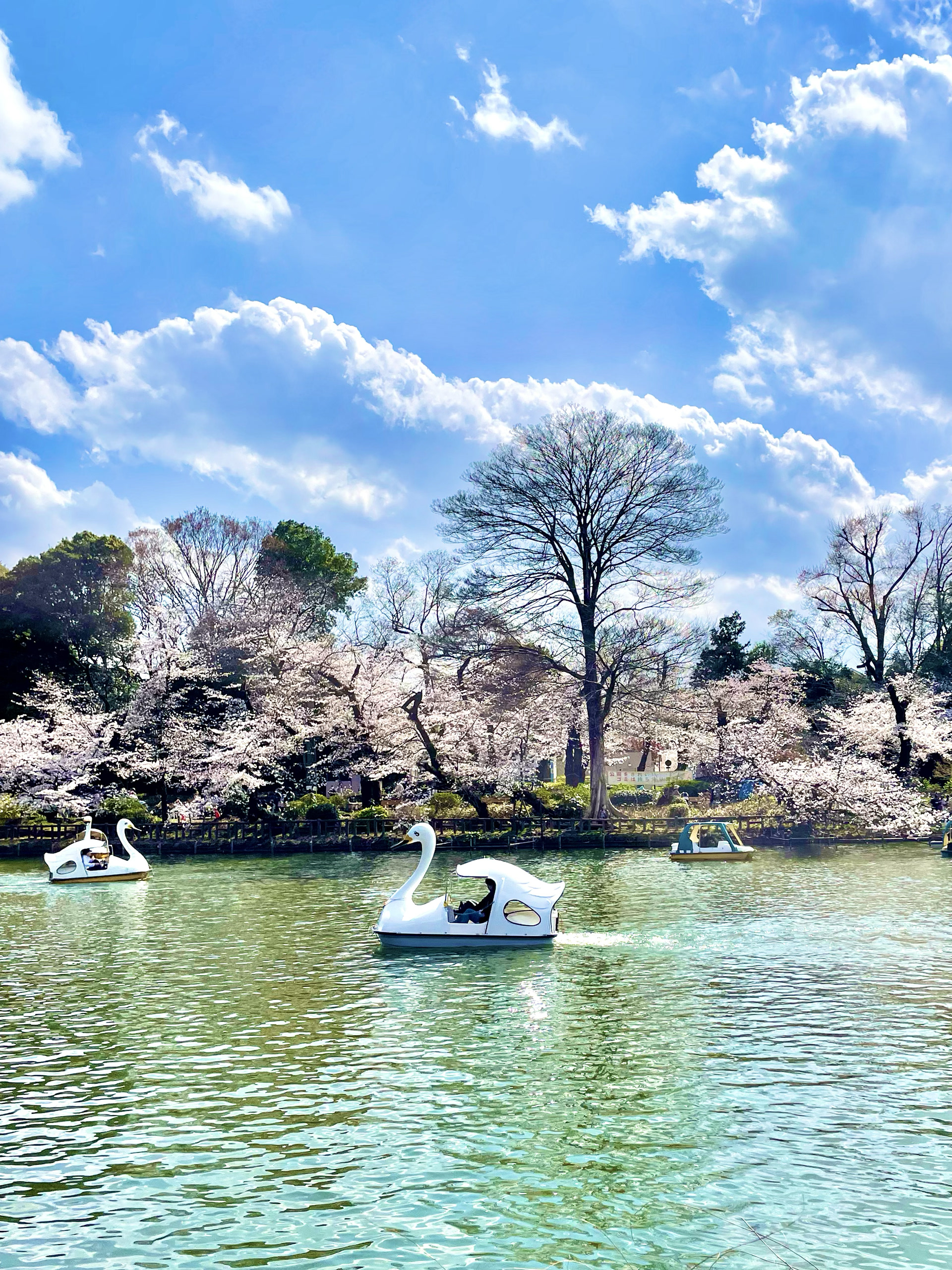 Inokashira Park