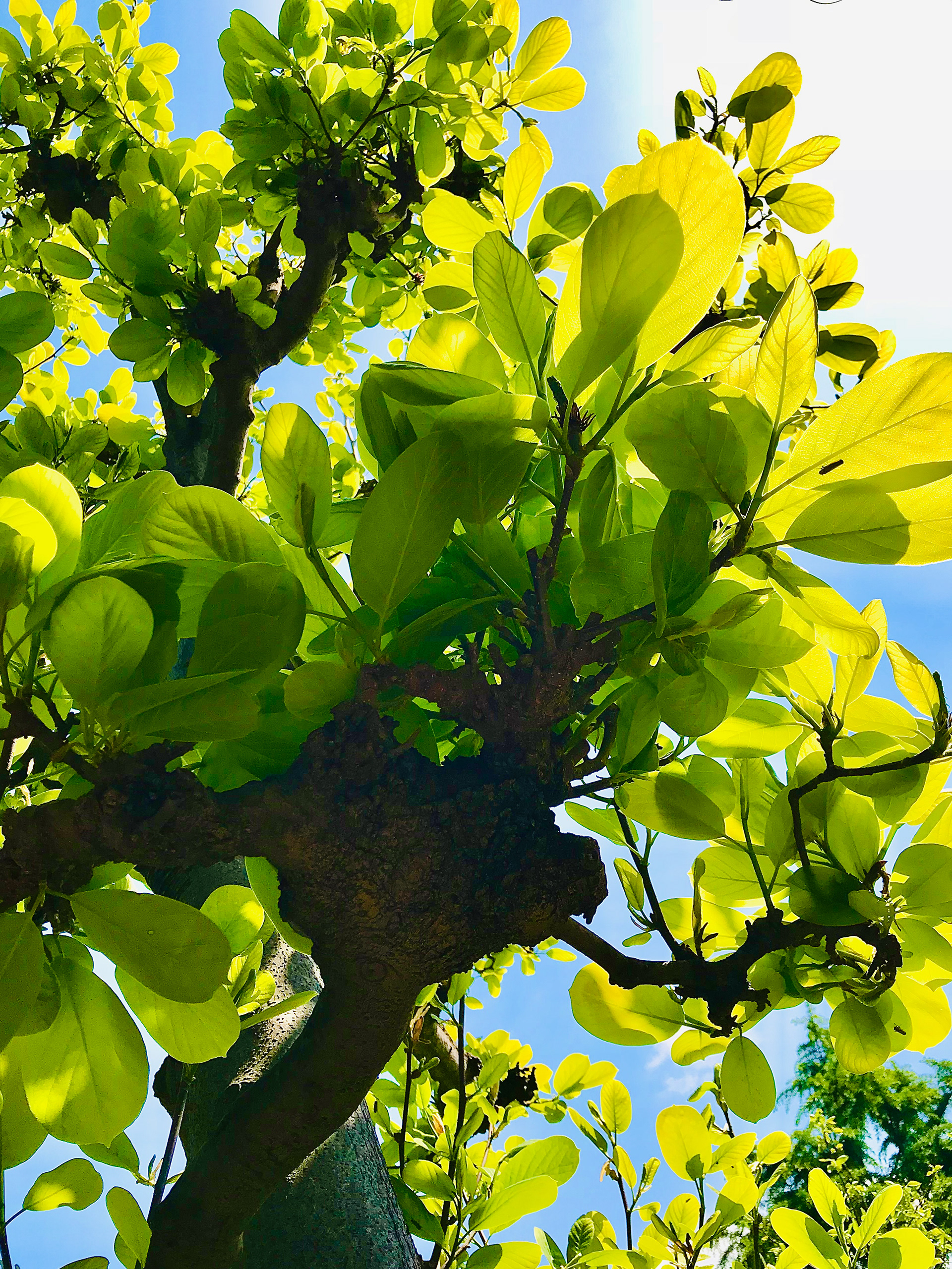 magnolia