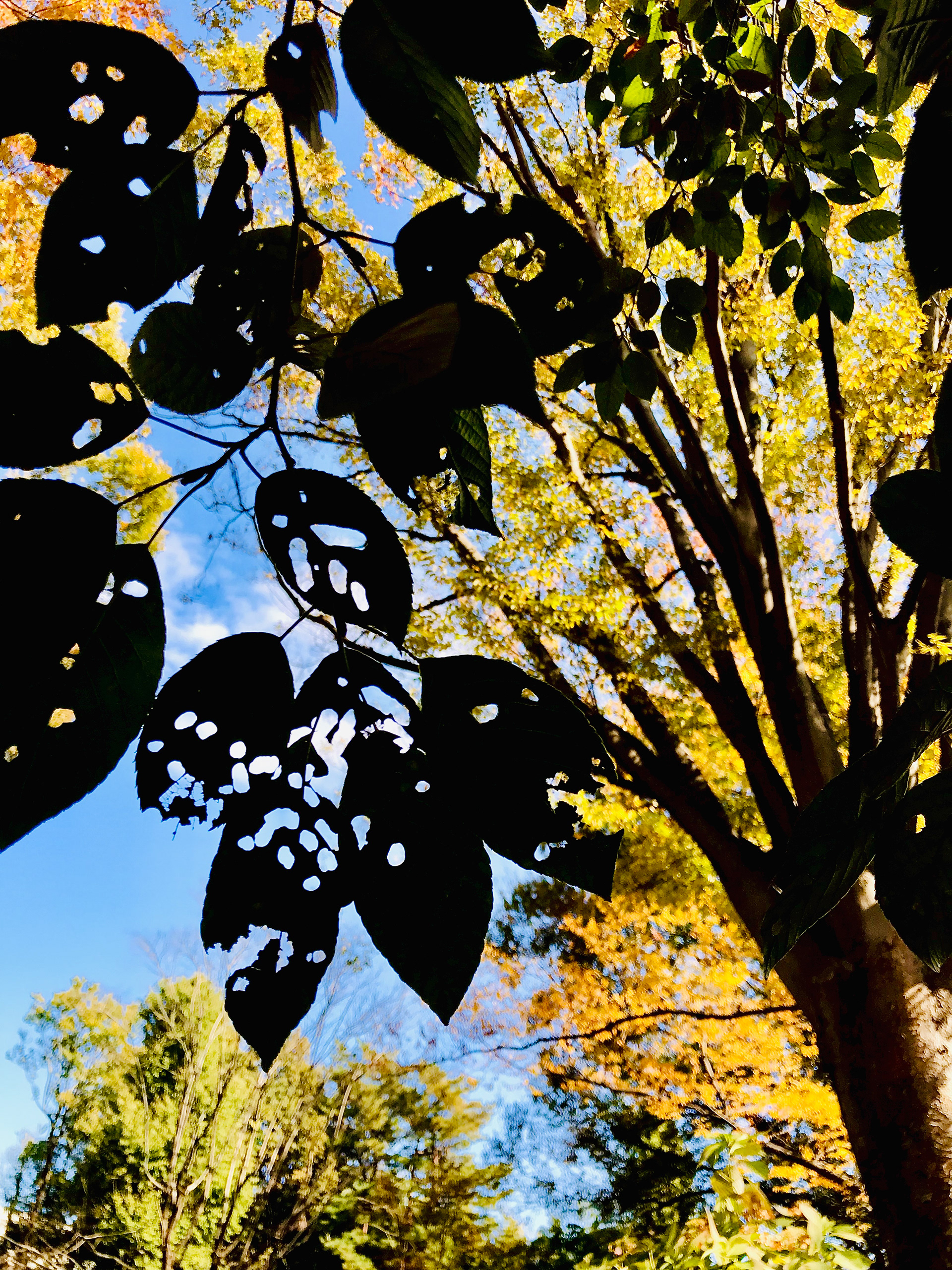 Inokashira Park
